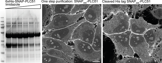Staining using one step His purification. The recombinant biosensor against PI(4,5)P2 (6xHis-SNAP-PLCδ1) was purified from BL21 E. coli using a HisTrap column and eluted against an increasing gradient of 250 mM Imidazole. Peak fractions were pooled and either directly labeled with SNAP-Surface Alexa488 or first incubated with recombinant PreScission Protease to cleave the 6xHis tag and used to stain HeLa cells as previously described. Source data are available for this figure: SourceData FS3.