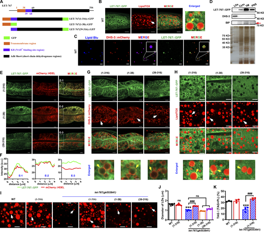 LET-767 is localized in the ER and LDs. (A) The prediction of LET-767 domain structure and schematic diagram of LET-767 truncation in C. elegans. Black box: Adh Short (short-chain dehydrogenase regions); blue box: KR (NAD+ binding site regions); orange red box: transmembrane region. (B) Localization of LET-767::GFP on LipidTOX-stained LDs. White arrow indicates LDs and yellow arrow indicates the localization of LET-767::GFP on LDs. Scale bar in merged and enlarged panels represent 10 and 1 μm, respectively. (C) The localization of LET-767::GFP and DHS-3::mCherry on isolated LDs stained by Lipid Blu. (D) Western blot analysis of LET-767 in various cellular fractions. LET-767::GFP and DHS-3 were detected by anti-GFP antibody and anti-DHS-3 antibody, respectively. Anti-BIP antibody was employed to detect the ER, and red arrow indicates BIP (binding immunoglobulin protein). Total loading amounts were adjusted and normalized via SDS-PAGE silver staining (bottom panel). TM, total membrane. (E) Localization of mCherry::HDEL with various LET-767::GFP truncations. (F) Intensity profiles of labeled scans from high-magnification regions, E-1, E-2, and E-3, show the colocalization of LET-767::GFP and mCherry::HDEL found in E. (G) Localization of DHS-3::mCherry with various LET-767::GFP truncation. White arrows indicate LDs and yellow arrows indicate the overlapped LET-767::GFP with DHS-3::mCherry. (H) Localization of various LET-767::GFP truncations on LDs stained by LipidTOX. White arrows indicate LDs and yellow arrows indicate the localization of LET-767::GFP on LDs. (I) LipidTOX staining of LDs in indicated worm strains. White arrows indicate LDs. (J) Quantification of LD diameter from I. Data are presented as the mean ± SD of six representative animals for each worm strain. (K) Lipid contents were measured by TLC/GC and presented as % TAG in total lipids (TAG+PL). Data are presented as the mean ± SD of three biological repeats for each worm strain. Significant difference between WT and an indicated worm strain, ***P < 0.001, significant difference between two indicated worm strains, ###P < 0.001, the P values are indicated by one-way ANOVA. ns, no significance. All fluorescence images were captured by high-resolution laser confocal microscopy (ZEISS, Carl LSM800). For all of the represented animals, the anterior is on the left and the posterior is on the right. Scale bar represents 1 μm in enlarged panels and 5 μm in others, respectively, unless specifically indicated. Source data are available for this figure: SourceData F3. Refer to the image caption for details.