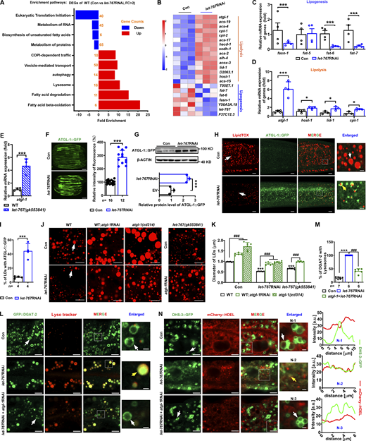 LET-767 antagonizes ATGL-1 to regulate LD protein targeting and lipid homeostasis. (A) Kyoto Encyclopedia of Genes and Genomes pathway enrichment analysis of WT worms treated with Con and let-767RNAi. The data was analyzed by DAVID v6.8. Blue columns indicate downregulation, and the red columns indicate upregulation. DEG, differentially expressed genes. (B) Heat map of lipogenesis genes and lipolysis genes from A. (C and D) Relative mRNA level of selected lipogenesis genes (C) and lipolysis genes (D). Data are presented as the mean ± SD of four biological repeats for each worm strain. Significant difference between Con and let-767RNAi, *P < 0.5, ***P < 0.001 by two-tailed t test. (E) Relative mRNA level of atgl-1 in let-767(gk553841) mutant worm. Data are presented as the mean ± SD of four biological repeats for each worm strain. Significant difference between WT and let-767(gk553841) worms, ***P < 0.001 by two-tailed t test. (F) Fluorescence intensity (left) and quantification (right) of ATGL-1::GFP. Scale bar represents 100 μm. Images were taken by ZEISS Axio Imager M2. (G) Top: Western blot analysis of ATGL-1::GFP using anti-GFP antibody. Bottom: Quantification of ATGL-1::GFP. Data were normalized to the internal Con β-ACTIN. Data are presented as the mean ± SD of three biological repeats for each worm strain. Significant difference between Con and let-767RNAi, ***P < 0.001 by two-tailed t test. (H) Localization of ATGL-1::GFP with respect to LDs stained by LipidTOX. White arrows indicate LD and yellow arrows indicate the localization of ATGL-1::GFP on LDs. (I) Quantification of ATGL-1::GFP LD localization from H. (F and I) Statistical difference between Con and let-767RNAi, ***P < 0.001 by two-tailed t test. (J) LipidTOX staining of LDs in fixed worms. White arrows indicate LDs. (K) Quantification of LD diameter from J. Data are presented as mean ± SD of six representative animals for each worm strain. (L) Localization of GFP::DGAT-2 with respect to lysosome stained by Lyso tracker. White arrows indicate LDs and yellow arrows indicate the localization of GFP::DGAT-2 on lysosome. (M) Quantification of GFP::DGAT-2 LD localization from L. (K and M) Significant difference between WT and an indicated worm strain, ***P < 0.001, significant difference between two indicated worm strains, ###P < 0.001, the P values are indicated by one-way ANOVA. (N) Left: Localization of DHS-3::GFP with respect to ER marked by mCherry::HDEL. White arrows indicate LDs and yellow arrows indicate the localization of DHS-3::GFP on ER. Right: Intensity profiles of labeled scans from high-magnification regions, N-1, N-2 and N-3, show the localization of DHS-3::mCherry found in left. n, the number of measured worms for each worm strain. All fluorescence images were captured by high-resolution laser confocal microscopy (ZEISS, Carl LSM800), except F. For all of the represented animals, the anterior is on the left and the posterior is on the right. The scale bar represents 1 μm in enlarged panels and 5 μm in others, respectively, unless specifically indicated. Source data are available for this figure: SourceData F5.
