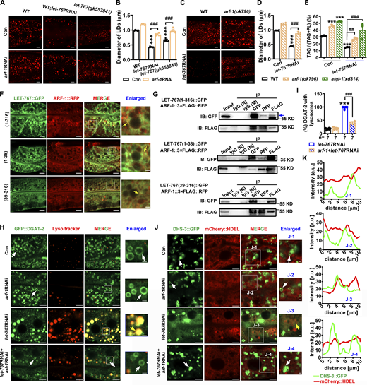 LET-767 interacts with ARF-1 to ensure proper LD protein targeting. (A and C) LipidTOX staining of LDs in fixed worms. (B and D) Quantification of LD diameter from A and C, respectively. Data are presented as the mean ± SD of six representative animals for each worm strain. (E) Lipid contents were measured by TLC/GC and presented as % TAG in total lipids (TAG+PL). Data are presented as the mean ± SD of three biological repeats for each worm strain. (F) Localization of ARF-1::RFP with LET-767::GFP truncations. Yellow arrows indicate the overlapped ARF-1::RFP with LET-767::GFP. (G) Co-IP showed that ARF-1 interacts with LET-767 truncations detected by anti-FLAG or anti-GFP antibody. IB, immunoblot. (H) Localization of GFP::DGAT-2 with respect to LD stained by Lyso tracker. White arrows indicate LDs and yellow arrows indicate the localization of GFP::DGAT-2 on lysosome. (I) Quantification of GFP::DGAT-2 LD localization from H. n = 7 for each worm strain and presented as the mean ± SD. (J) Localization of DHS-3::GFP with respect to ER marked by mCherry::HDEL. White arrows indicate LDs and yellow arrows indicate the localization of DHS-3::GFP on ER. (K) Quantification of DHS-3::GFP LD localization from J. Significant difference between WT and an indicated worm strain, ***P < 0.001, significant difference between two indicated worms, ###P < 0.001, the P values are indicated by one-way ANOVA. All fluorescence images were captured by high-resolution laser confocal microscopy (ZEISS, Carl LSM800). For all of the represented animals, the anterior is on the left and the posterior is on the right. Scale bar represents 1 μm in enlarged panels and 5 μm in others, respectively, unless specifically indicated. Source data are available for this figure: SourceData F6.