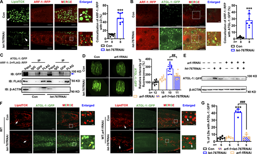 ARF-1 recruits ATGL-1 for their LD translocation. (A) Left: Localization of ARF-1::RFP with respect to LDs stained by LipidTOX (green). White arrows indicate LDs and yellow arrows indicate the localization of ARF-1::RFP on LDs. Right: Quantification of the colocalization of ARF-1::RFP with LipidTOX (green). (B) Left: Colocalization of ATGL-1::GFP with ARF-1::RFP, indicated by yellow arrows. Right: Quantification of the colocalization of ATGL-1::GFP and ARF-1::RFP. (A and B) Significant difference between Con and let-767RNAi, ***P < 0.001 by two-tailed t test. (C) Co-IP showed that ARF-1 directly interacts with ATGL-1 detected by anti-FLAG or anti-GFP antibody. IB, immunoblot. Blue arrow indicates the target band. (D) Fluorescence intensity (left) and quantification (right) of ATGL-1::GFP. Scale bar represents 100 μm. Images were taken by ZEISS Axio Imager M2. (E) Western blot of ATGL-1::GFP detected by anti-GFP antibody and its quantification by normalization to the internalized Con β-ACTIN. Data are presented from two biological repeats for each worm strain. (F) Localization of ATGL-1::GFP with respect to LDs stained by LipidTOX. White arrows indicate LDs and yellow arrows indicate the localization of ATGL-1::GFP on LDs. (G) Quantification of ATGL-1::GFP LD localization from F. (D and G) Significant difference between Con and RNAi, ***P < 0.001, significant difference between two indicated worm strains, ##P < 0.01, ###P < 0.001, the P values are indicated by one-way ANOVA. Data are presented as the mean ± SD, n, the number of measured worms for each worm strain. All fluorescence images were captured by high-resolution laser confocal microscopy (ZEISS, Carl LSM800), except D. For all of the represented animals, the anterior is on the left and the posterior is on the right, except A is the opposite. Scale bar represents 1 μm in enlarged panels and 5 μm in others, respectively, unless specifically indicated. Source data are available for this figure: SourceData F7.