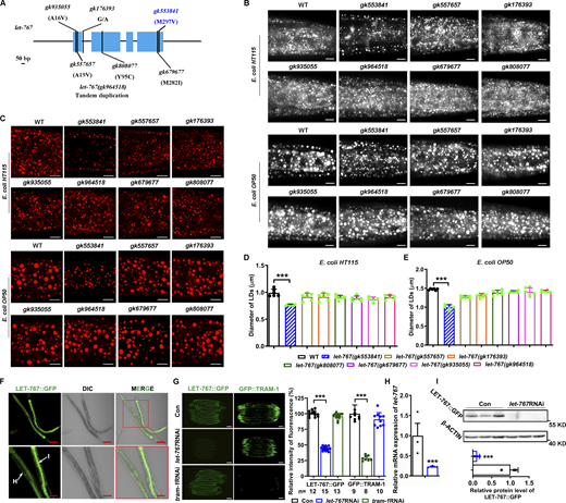 Identification of let-767 mutations and LET-767::GFP expression. (A) The structure diagram of the let-767 gene. Genetic variants are listed on the panel and also in Table S1. Scale bar represents 50 bp. (B and C) Nile Red staining (B) and LipidTOX staining (C) of LDs in fixed worms, cultivated on E. coli HT115 or OP50, respectively. The scale bar represents 10 µm. (D and E) Quantification of LD diameters from C. Data are presented as the mean ± SD of six representative animals for each worm strain. (F) Fluorescence microscopy of LET-767::GFP. The scale bar represents 100 μm for top panel, and 50 μm for bottom panel. I and H indicate intestine and hypodermis, respectively. (G) Fluorescence intensity and quantification of LET-767::GFP and GFP::TRAM-1 in indicated worms. The scale bar represents 100 μm. n, the number of measured worms for each worm strain. (H) Relative mRNA level of let-767 by qPCR analysis. Data are presented as the mean ± SD of three biological repeats for each worm strain. (I) Top: Western blot analysis of LET-767::GFP using anti-GFP antibody. Bottom: The relative protein level of LET-767::GFP normalized by β-ACTIN as an internal Con. Data are presented as the mean ± SD of three biological repeats for each worm strain. Significant difference between two indicated worms or between Con and a specific RNAi treatment, ***P < 0.001 by two-tailed t test. For all representative animals, anterior is left and posterior is right. Images in C were taken by confocal microscopy (ZEISS, Carl LSM800), while B, F, and G were taken by ZEISS Axio Imager M2 microscopy. Source data are available for this figure: SourceData FS1. Refer to the image caption for details.