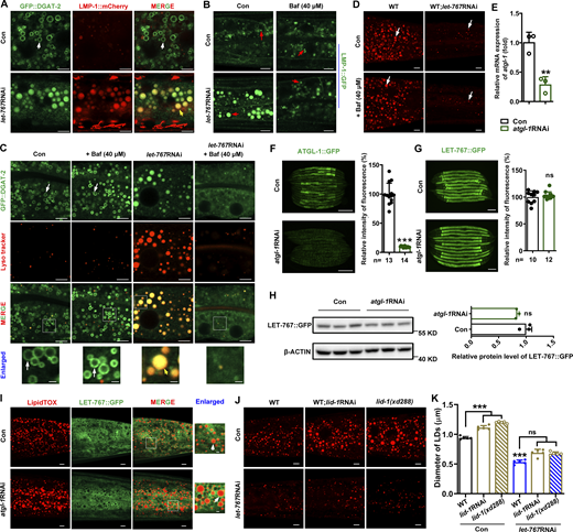 LET-767 deficiency–caused LD protein displacement was not due to activated lysosome. (A) Localization of GFP::DGAT-2 with respect to lysosome marked by LMP-1::mCherry. White arrows and yellow arrows indicate the localization of GFP::DGAT-2 on LDs and lysosome, respectively. (B) Visualization of the lysosome marker by LMP-1::GFP treated with 40 μM Bafilomycin A1 (Baf). Red arrows indicate lysosome. (C) Localization of GFP::DGAT-2 with respect to lysosome stained by Lyso tracker. White arrows indicate the localization of GFP::DGAT-2 on LDs, and yellow arrows indicate the localization of GFP::DGAT-2 on lysosome. (D) LipidTOX staining of LDs in fixed worms with/without Baf treatment. White arrows indicate LDs. (E) Relative mRNA level of atgl-1 by qPCR analysis. (F and G) Fluorescence intensity (left) and quantification (right) of ATGL-1::GFP (F) and LET-767::GFP (G), respectively. Scale bar represents 100 μm. Data are presented as the mean ± SD. n, the number of measured worms for each worm strain. (H) Left: Western blot analysis of LET-767::GFP using anti-GFP antibody. Right: Quantification of LET-767::GFP normalized by β-ACTIN as an internal Con. (E and H) Data are presented as the mean ± SD of three biological repeats for each worm strain. (I) Localization of LET-767::GFP to LDs stained by LipidTOX. White arrows indicate LET-767::GFP on LDs. (J and K) LipidTOX staining (J) and quantification (K) of LDs in fixed worms. Data are presented as the mean ± SD of six representative animals for each worm strain. Significant difference between Con and an indicated RNAi or between WT and mutant, **P < 0.01, ***P < 0.001. ns, no significance. The P values are indicated by two-tailed t-test (E–H) and one-way ANOVA (K). All fluorescence images were captured by high-resolution laser confocal microscopy (ZEISS, Carl LSM800), except F and G taken by ZEISS Axio Imager M2 microscopy. Scale bar represents 1 μm in enlarged panels and 5 μm in others, respectively, unless specifically indicated. Source data are available for this figure: SourceData FS3.