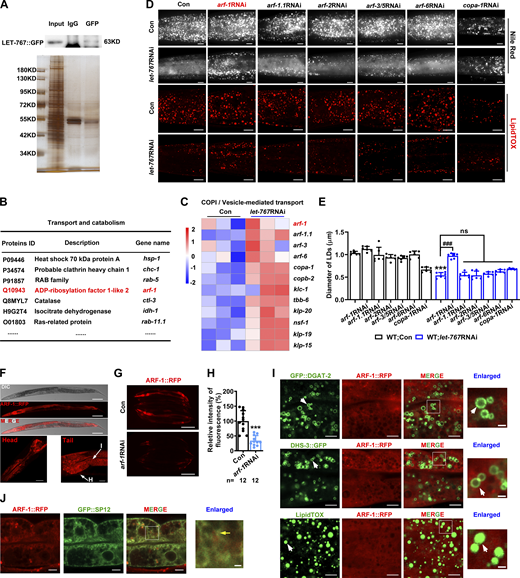 LET-767::GFP IP-MS and ARF-1::RFP expression. (A) Identification of LET-767::GFP interaction partners for MS via SDS-PAGE silver staining. (B) List of several LET-767 interacting proteins from IP-MS data. (C) Heat map of genes involved in COPI/vesicle-mediated transport pathway from RNA-Seq data. (D) Nile Red staining (taken by ZEISS Axio Imager M2 microscopy) and LipidTOX staining (taken by high-resolution laser confocal microscopy ZEISS LSM800) of LDs in fixed worms. Scale bar represents 10 μm. (E) Quantification of LD diameters from D. Data are presented as the mean ± SD of six representative animals for each worm strain. (F) Confocal microscopy of ARF-1::RFP. Scale bar represents 100 μm on the top panel, 20 μm for the left panel, and 10 μm for right panel. I, intestine; H, hypodermis. (G and H) Fluorescence intensity (G) and quantification (H) of ARF-1::RFP. Scale bar represents 200 μm. Images were taken by ZEISS Axio Imager M2 microscopy. Data are presented as the mean ± SD. n, the number of measured worms for each worm strain. (I) Localization of ARF-1::RFP with respect to LD marker GFP::DGAT-2, DHS-3::GFP, and LipidTOX staining LDs. Scale bars in merged and enlarged panels represent 5 and 1 μm, respectively. White arrows indicate LDs. (J) Localization of ARF-1::RFP with respect to GFP::SP12. Scale bars in merged and enlarged panels represent 5 and 1 μm, respectively. Yellow arrow indicates overlapped ARF-1::RFP with GFP::SP12. Significant difference between Con and a specific RNAi, ***P < 0.001, significant difference between two indicated worm strains, ###P < 0.001. ns, no significance; the P values are indicated by two-tailed t test (H) and one-way ANOVA (E). Images in F, I, and J were taken by high-resolution laser confocal microscopy (ZEISS, Carl LSM800). Source data are available for this figure: SourceData FS4. Refer to the image caption for details.