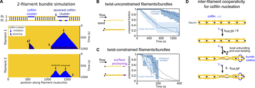 Constraining two-filament bundles in twist highly enhances their fragmentation. (A) Top: Schematics illustrating the numerical simulations of two 5-µm long actin filaments (yellow) interconnected by fascin (dark gray), where cofilin clusters (light blue) can form and sever filaments (dark blue). Bottom: Kymographs of two interconnected simulated filaments, showing cofilin cluster initiation (arrow) and severing (thunderbolt) events on each filament. The kymographs stop when the severing events on the two filaments result in the fragmentation of the bundle. Numerical values of reaction rates are summarized in Table S1. (B and C) Fraction of unsevered 5-µm segments that are (B) twist-unconstrained or (C) twist-constrained by being doubly attached to the glass surface, for single actin filaments (light blue, n = 53, 34 for filaments unconstrained and constrained in twist respectively) or two-filament bundles (dark blue, n = 47, 16 for bundles unconstrained and constrained in twist, respectively) upon exposure to 200 nM cofilin and 200 nM fascin, as a function of time. 95% confidence intervals are shown as shaded surfaces. Dashed lines correspond to the results obtained from numerically simulated segments (n = 200 for twist-unconstrained, 50 for twist-constrained segments), using experimentally determined rates and considering no inter-filament cooperativity in twist-constrained bundles (see main text). (D) Schematics of the interfilament cooperative twisting model. For a fascin-induced two-filament bundle, a first cofilin cluster on one of the filaments is initiated and starts growing, preventing fascin from binding locally. Local over-twisting caused by cofilin decoration is transmitted to the adjacent filament in the region devoid of fascin. This favors the binding of cofilin on the undecorated filament: the initiation rate of the second cofilin cluster is 48-fold higher than for the first cofilin cluster.