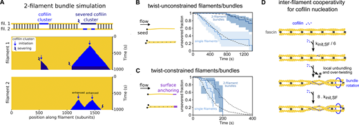 Constraining two-filament bundles in twist highly enhances their fragmentation. (A) Top: Schematics illustrating the numerical simulations of two 5-µm long actin filaments (yellow) interconnected by fascin (dark gray), where cofilin clusters (light blue) can form and sever filaments (dark blue). Bottom: Kymographs of two interconnected simulated filaments, showing cofilin cluster initiation (arrow) and severing (thunderbolt) events on each filament. The kymographs stop when the severing events on the two filaments result in the fragmentation of the bundle. Numerical values of reaction rates are summarized in Table S1. (B and C) Fraction of unsevered 5-µm segments that are (B) twist-unconstrained or (C) twist-constrained by being doubly attached to the glass surface, for single actin filaments (light blue, n = 53, 34 for filaments unconstrained and constrained in twist respectively) or two-filament bundles (dark blue, n = 47, 16 for bundles unconstrained and constrained in twist, respectively) upon exposure to 200 nM cofilin and 200 nM fascin, as a function of time. 95% confidence intervals are shown as shaded surfaces. Dashed lines correspond to the results obtained from numerically simulated segments (n = 200 for twist-unconstrained, 50 for twist-constrained segments), using experimentally determined rates and considering no inter-filament cooperativity in twist-constrained bundles (see main text). (D) Schematics of the interfilament cooperative twisting model. For a fascin-induced two-filament bundle, a first cofilin cluster on one of the filaments is initiated and starts growing, preventing fascin from binding locally. Local over-twisting caused by cofilin decoration is transmitted to the adjacent filament in the region devoid of fascin. This favors the binding of cofilin on the undecorated filament: the initiation rate of the second cofilin cluster is 48-fold higher than for the first cofilin cluster.