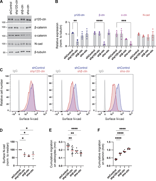Catenins regulate N-cad levels and cell migration. (A and B) Western blot analysis of control, p120-catenin (p120-ctn), β-catenin (β-ctn), and α-catenin (α-ctn) in PBT-05 cells expressing various shRNAs. Protein levels were normalized to β-tubulin as a loading control. Two-way ANOVA uncorrected Fisher’s LSD test. N = 3 Western blots. (C and D) Representative histograms and quantification of N-cad surface levels in control and catenin-depleted cells measured by flow cytometry. Ordinary one-way ANOVA with Dunnett’s multiple comparisons test. N = 3 experiments. (E and F) Cumulative migration distances on (E) astrocytes for 48 h and (F) laminin for 24 h. Ordinary one-way ANOVA Dunnett’s multiple comparisons test. N = 7–11 spheroids, two experiments. Error bars show mean ± SEM. *P < 0.05, **P < 0.01, ***P < 0.001, ****P < 0.0001. Source data are available for this figure: SourceData F4.