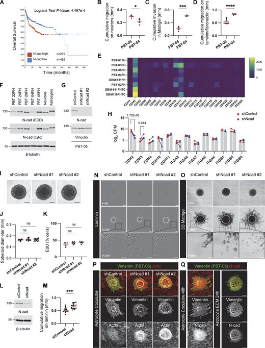 N-cad expression, depletion, and controls for PHGG migration assays. (A) Overall survival of pediatric brain tumor patients with high or low N-cad mRNA expression. Data collected from Pediatric Brain Tumor Atlas (PBTA) (http://pedcbioportal.kidsfirstdrc.org, PedcBioPortal, Open Pediatric Brain Tumor Atlas, v22). (B–D) Migration or invasion distance of PBT-04 and PBT-05 cells in mouse cerebellar neurons, Matrigel, and laminin/fibronectin. Unpaired t tests. *P < 0.05, ***P < 0.001, ****P < 0.0001. (E) mRNA expression levels of cadherins in patient-derived PHGG tissues and cells (https://r2.amc.nl, R2: Genomics Analysis and Visualization, Mixed Pediatric PDX-Olson). (F) N-cad protein expression level in DMG (PBT-22FH, PBT-24FH, and PBT-29FH) and PHGG (PBT-04FH and PBT-05FH) cell lines and mouse cerebellar neurons and mouse astrocytes. β-Tubulin is shown as a loading control. (G) Western blots for control or N-cad shRNAs in PBT-05 cells. Vinculin is shown as a loading control. (H) RNA levels of N-cad and other cell adhesion proteins in control or N-cad shRNA PBT-05 cells. Mean CPM (counts per million) from four biological replicates. Lines connect paired samples. Adjusted P values from the Wald test using the Benjamini-Hochberg method. (I–K) N-cad does not regulate spheroid formation or cell proliferation. (I) Representative images of spheroids. Scale bar, 100 μm. (J) Spheroid diameter at start of migration experiment. Ordinary one-way ANOVA Holm-Šídák’s multiple comparisons test. ns, not significant. N = 13–14 spheroids, four experiments. (K) EdU pulse labeling. Ordinary one-way ANOVA Holm-Šídák’s multiple comparisons test. ns, not significant. N = 5–7 spheroids, three experiments. (L and M) Western blots and migration distance on laminin of control and N-cad siRNA-treated PBT-05 cells. Unpaired t test. ***P < 0.001. N = 15–19 spheroids, 4 experiments. (N and O) N-cad depletion increases single-cell migration. Representative images of migrating control or N-cad shRNA spheroids on laminin or 3D Matrigel. Scale bars, 200 or 50 μm (inset). (P and Q) Controls for migration on astrocytes and astrocyte ECM. (P) Cell migration on mouse astrocytes. PBT-05 cells were identified with human-specific anti-vimentin antibodies. PBT-05 cell and astrocyte actin were detected with phalloidin. (Q) Decellularized astrocyte cultures lack N-cad. Scale bars, 200 μm. Error bars indicate mean ± SEM. Source data are available for this figure: SourceData FS1.