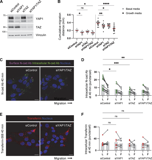 YAP1/TAZ regulates PHGG migration and N-cad endocytosis. (A) Western blot analysis of control, YAP1, TAZ, or YAP1/TAZ siRNAs in PBT-05 cells. Vinculin is shown as a loading control. (B) Cumulative migration distance on laminin for 24 h. Ordinary one-way ANOVA Šídák’s multiple comparisons test. N = 9–16 spheroids, three experiments. Error bars indicate mean ± SEM. (C and D) Representative images and quantification of internalized N-cad Abs at 40 min incubation. N = 4–13 spheroids, three experiments. (E and F) Representative images and quantification of internalized Alexa Fluor 568-conjucated transferrin at 40 min incubation. N = 5–7 spheroids, two experiments. (D and F) Two-way ANOVA Šídák’s multiple comparisons test. *P < 0.05, **P < 0.001, ***P < 0.001, ****P < 0.0001. ns, not significant. Source data are available for this figure: SourceData FS5.