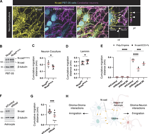 Intercellular N-cad homotypic interactions slow PHGG migration on ECM and speed migration on neurons and astrocytes. (A) N-cad in intercellular contacts between migrating PBT-05 cells, labeled with Green CMFDA, and cerebellar neurons expressing tdTomato. Migration for 72 h before fixation and staining with N-cad antibody. xy images are maximum intensity projections from multiple z-planes. Insets show enlarged xy, xz, and yz images. Arrowheads indicate N-cad at cell–cell contacts. Scale bars, 20 and 5 μm (inset). (B) Western blot analysis for NcadWT-mCherry or NcadW161A-mCherry expression in PBT-05 cells. β-Tubulin is shown as a loading control. (C) Cumulative migration distances on neurons for 72 h. (D) Cumulative migration distance on laminin for 24 h. (E) N-cad in the environment stimulates PHGG migration. Migration on poly-D-lysine or N-cad extracellular domain (ECD)-Fc surfaces for 24 h. (F and G) Astrocyte N-cad stimulates PHGG migration. (F) Western blot shows N-cad siRNA depletes N-cad from mouse astrocytes. β-Tubulin is shown as a loading control. (G) Cumulative migration distances on control or N-cad-depleted astrocytes for 48 h. (H) Model diagram: migration on ECM is slowed by N-cad-mediated glioma-glioma interactions but migration on neurons or astrocytes is accelerated by N-cad-mediated glioma binding to surrounding neural cells. (C, D, and G) Unpaired t test. (E) Ordinary one-way ANOVA Šídák’s multiple comparisons test. Error bars show mean ± SEM. *P < 0.05, ***P < 0.001, ****P < 0.0001. (C)N = 8–11 spheroids, three experiments. (D)N = 14–16 spheroids, three experiments. (E)N = 5 spheroids, two experiments. (G)N = 13–16 spheroids, three experiments. Source data are available for this figure: SourceData F3.