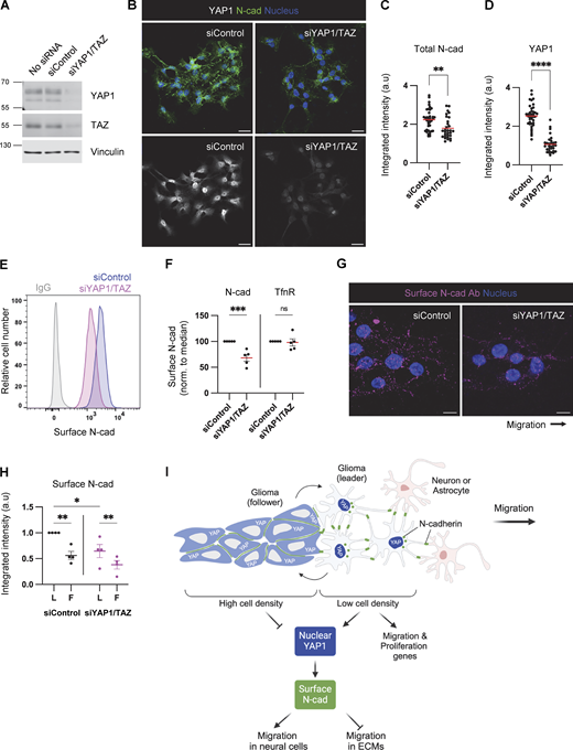 YAP1/TAZ regulates N-cad surface level during PHGG migration. (A) Western blot analysis of control or YAP1/TAZ siRNA-treated cells. Vinculin is shown as a loading control. (B–D) Representative images and quantification of total N-cad in low-density cultures of control and YAP1/TAZ-depleted cells. Maximum intensity projections. Scale bars, 20 μm. a.u., arbitrary units. (E and F) Representative histograms and quantification of N-cad surface levels in low-density cultures of control and YAP1/TAZ-depleted cells measured by flow cytometry. (G and H) Representative images and quantification of surface N-cad ECD antibody binding to migrating leader (L) and follower (F) cells. Scale bars, 10 μm. (I) Model diagram: YAP1 activation regulated by cell density affects N-cad surface expression and stimulates migration in neurons and glia but inhibits migration in ECM. (C and D) Unpaired t test. (F) Two-way ANOVA Šídák’s multiple comparisons test. (H) Two-way ANOVA Tukey’s multiple comparisons test. Error bars show mean ± SEM. *P < 0.05, **P < 0.01, ***P < 0.001, ****P < 0.0001. ns, not significant. (C and D)N = 30 cells. (F)N = 5 experiments. (H)N = 4 experiments. Source data are available for this figure: SourceData F8. Refer to the image caption for details.
