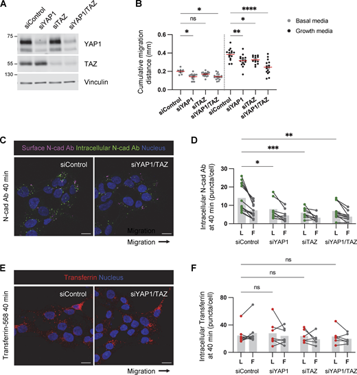 YAP1/TAZ regulates PHGG migration and N-cad endocytosis. (A) Western blot analysis of control, YAP1, TAZ, or YAP1/TAZ siRNAs in PBT-05 cells. Vinculin is shown as a loading control. (B) Cumulative migration distance on laminin for 24 h. Ordinary one-way ANOVA Šídák’s multiple comparisons test. N = 9–16 spheroids, three experiments. Error bars indicate mean ± SEM. (C and D) Representative images and quantification of internalized N-cad Abs at 40 min incubation. N = 4–13 spheroids, three experiments. (E and F) Representative images and quantification of internalized Alexa Fluor 568-conjucated transferrin at 40 min incubation. N = 5–7 spheroids, two experiments. (D and F) Two-way ANOVA Šídák’s multiple comparisons test. *P < 0.05, **P < 0.001, ***P < 0.001, ****P < 0.0001. ns, not significant. Source data are available for this figure: SourceData FS5.
