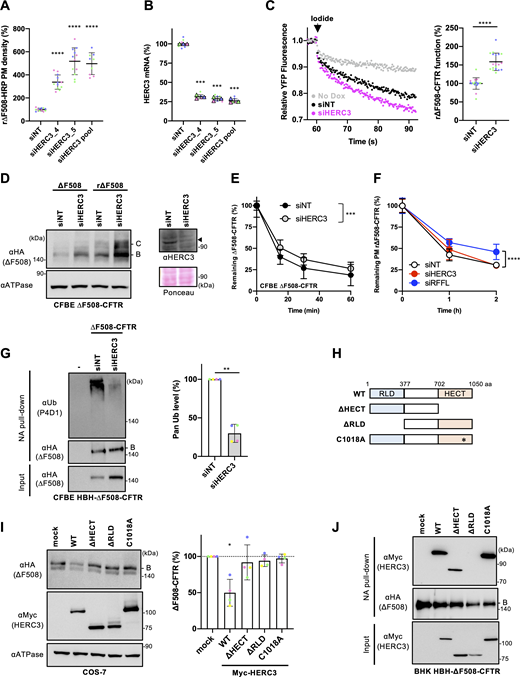 HERC3 participates in the ubiquitination and ERAD of ∆F508-CFTR. (A) The PM density of r∆F508-CFTR-HRP in CFBE Teton cells transfected with 50 nM siNT or siHERC3, as indicated (n = 9–12). Each independent experiment, consisting of three to four biological replicates (n), is color-coded. (B) Quantitative PCR analysis assessed HERC3 KD efficiency in CFBE Teton ∆F508-CFTR-HRP cells (n = 3). Each biological replicate (n) is color-coded: the averages from three technical replicates are shown in triangles. (C) The channel function of r∆F508-CFTR-3HA in CFBE Teton cells transfected with 50 nM siNT or siHERC3 pool was measured by YFP quenching assay. The initial YFP quenching rate was quantified as the CFTR function (right, n = 19). Each independent experiment, consisting of four to eight biological replicates (n), is color-coded. (D) Western blotting analyzed steady-state levels of ∆F508-CFTR-3HA with (r∆F508) or without 26°C rescue (∆F508) in CFBE Teton cells transfected with 50 nM siNT or siHERC3 pool. Na+/K+ ATPase (ATPase) was used as a loading control. B, immature form; C, mature form. Western blotting also confirmed HERC3 KD in CFBE Teton ΔF508-CFTR-3HA cells. Ponceau staining was used as a loading control. A filled triangle indicates HERC3. (E) Cellular ∆F508-CFTR-3HA stability in CFBE Teton cells transfected with 50 nM siNT or siHERC3 pool was measured by cell-based ELISA using an anti-HA antibody after CHX treatment (n = 12). (F) The PM stability of r∆F508-CFTR-3HA in CFBE cells transfected with 50 nM siNT, siRFFL pool, or siHERC3 pool was measured by PM ELISA (n = 12 biological replicates). (G) Ubiquitination levels of HBH-∆F508-CFTR-3HA in CFBE Teton cells were measured by Neutravidin (NA) pull-down under denaturing conditions (NA pull-down) and Western blotting. The CFTR ubiquitination level was quantified by densitometry and normalized to CFTR in precipitates (right, n = 4). (H) A schematic diagram of the HERC3 domain composition with the residue numbers at the domain boundaries. HERC3 mutants used in this study are also shown. (I) The effects of overexpressed Myc-HERC3 variants on the steady-state level of ∆F508-CFTR-3HA were analyzed by Western blotting in co-transfected COS-7 cells. The immature ∆F508-CFTR (B band) was quantified by densitometry (right, n = 4). (J) The interaction of Myc-HERC3 variants with HBH-∆F508-CFTR-3HA in BHK cells was analyzed by NA pull-down and Western blotting. ∆F508-CFTR was rescued at 26°C incubation for 2 days, followed by a 1-h incubation at 37°C (A–D and F). Statistical significance was assessed by one-way ANOVA (A), or one-way repeated-measures (RM) ANOVA (B and I) with Dunnett’s multiple comparison tests, a two-tailed unpaired (C), or paired Student’s t test (G), or two-way ANOVA (E and F). Data distribution was assumed to be normal but was not formally tested. Data represent mean ± SD. *P < 0.05, **P < 0.01, ***P < 0.001, ****P < 0.0001, ns, not significant. Source data are available for this figure: SourceData F1.