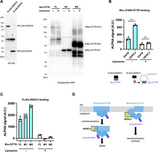 HERC3 directly interacts with the exposed CFTR-MSDs in vitro. (A) Western blotting confirmed the synthesis of FLAG-HERC3 (left) and biotinylated CFTR full-length (FL), M1, and M2 (right) using a wheat cell-free synthesis system in the presence or absence of asolectin liposomes. (B and C) AlphaScreen was employed to evaluate the direct binding of FLAG-HERC3 and biotinylated CFTR synthesized in the presence or absence of asolectin liposomes. FLAG- DHFR served as a negative control. The specific binding signal of FLAG-HERC3, subtracted by the DHFR binding, was measured in C. (D) The proposed model illustrates the function of HERC3 in the CFTR ERQC. HERC3 appears to selectively interact with specific regions of MSDs, typically embedded in the ER membrane. It is speculated that HERC3 monitors the MSDs of select membrane proteins at the ER membrane’s surface and facilitates the ERAD when the TM segments become exposed to the cytosol. Source data are available for this figure: SourceData F10.