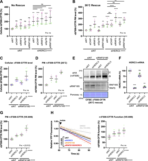 HERC3 and RNF5/185 additively reduce ∆F508-CFTR. (A and B) The cellular level of ∆F508-CFTR-3HA (A, n = 10) and PM level of r∆F508-CFTR-HRP (B, n = 8) in CFBE Teton cells transfected with 50 nM siRNA indicated was measured by cell-based ELISA using an anti-HA antibody and HRP assay, respectively. (C and D) The cellular level of ∆F508-CFTR-3HA (C, n = 15) and PM levels of r∆F508-CFTR-HRP induced by 26°C rescue (D, n = 8) in CFBE Teton cells transfected with 50 nM siRNA were measured by ELISA using an anti-HA antibody (C) and HRP assay (D), respectively. (E and F) Western blotting analyzed steady-state levels of r∆F508-CFTR-3HA in CFBE Teton cells transfected with 50 nM siRNA indicated (E). Ponceau staining was used as a loading control. B, immature form; C, mature form. The anti-RNF185 antibody detected both RNF5 and RNF185 because of the cross-reactivity. HERC3 KD was confirmed by quantitative PCR (F, n = 3). Each biological replicate (n) is color-coded: the averages from three technical replicates are shown in triangles. (G) The PM levels of r∆F508-CFTR-HRP induced by 3 µM VX-809 treatment at 37°C for 24 h in CFBE Teton cells transfected with 50 nM siRNA indicated (n = 8). (H) Representative traces (left) of the YFP fluorescence and quantification of the initial YFP quenching rate (right, n = 12) as a measure of rΔF508-CFTR function in CFBE cells transfected with 50 nM siRNA, as indicated. Each independent experiment consisting of 4 (B, D, and G), 5 (A and C), or 6 (H) biological replicates (n) is color-coded. Statistical significance was assessed by one-way RM ANOVA with Dunnett’s multiple comparison tests (F) or two-way ANOVA with Holm–Sidak multiple comparison tests, which revealed a significant main effect of HERC3 KD or RNF5/185 DKD, but no interaction between them (Pint > 0.05, C, D, and H) except for G (Pint = 0.012). Data distribution was assumed to be normal but was not formally tested. Data represent mean ± SD. **P < 0.01, ***P < 0.001, ****P < 0.0001, ns, not significant. Source data are available for this figure: SourceData F2. Refer to the image caption for details.