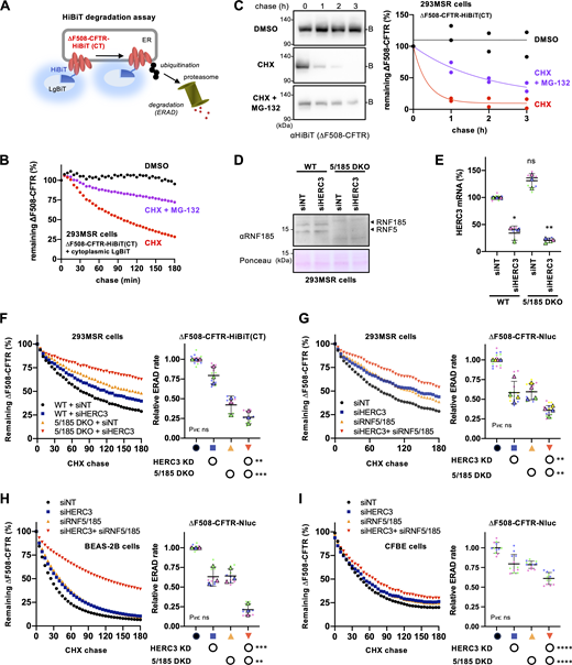 HERC3 and RNF5/185 additively facilitate ∆F508-CFTR ERAD. (A) A schematic diagram of the HiBiT degradation assay, where ∆F508-CFTR-HiBiT(CT) and cytosolic LgBiT were co-expressed. The luminescence signal generated by the interaction of the HiBiT tag and LgBiT was measured in living cells. (B) A typical measurement of ∆F508-CFTR-HiBiT(CT) ERAD in 293MSR cells. The luminescence signal during the CHX chase was measured as the remaining ∆F508-CFTR during the CHX chase, with or without 10 µM MG-132. (C) The metabolic stability of ∆F508-CFTR-HiBiT(CT) was assessed through a CHX chase at 37°C, followed by Western blotting using an anti-HiBiT antibody in 293MSR cells (n = 2). The remaining ∆F508-CFTR was expressed as a percentage of time 0, and one-phase exponential decay curves were fitted. (D) Western blotting confirmed the ablation of RNF5, and RNF185 in the WT and RNF5/185 DKO 293MSR cells transfected with siRNA indicated. Ponceau staining was used as a loading control. (E) HERC3 KD in 293MSR WT and RNF5/185 DKO cells was confirmed through quantitative PCR (n = 3). (F) Kinetic degradation of ∆F508-CFTR-HiBiT(CT) in 293MSR WT and RNF5/185 KO cells transfected with 50 nM siNT or siHERC3. Luminescence was continuously monitored over 180 min in the presence of CHX and plotted normalized to the non-treated cells. The ERAD rate of ∆F508-CFTR-HiBiT(CT) was calculated by fitting the initial degradation portion of each kinetic degradation curve (right, n = 3). (G–I) Kinetic degradation of ∆F508-CFTR-Nluc(CT) in 293MSR (G, n = 4), BEAS-2B (H, n = 3), and CFBE (I, n = 12) cells transfected with 50 nM siRNA as indicated. The ERAD rate of ∆F508-CFTR-Nluc(CT) was calculated as F. Each biological replicate (n) is color-coded: the averages from three to four technical replicates are shown in triangles (E–H). Statistical significance was assessed by one-way RM ANOVA with Dunnett’s multiple comparison tests (E) or two-way RM ANOVA which revealed a significant main effect of HERC3 or RNF5/185 ablation, but no interaction between them (F–I, Pint> 0.05). Data distribution was assumed to be normal but was not formally tested. Data represent mean ± SD. *P < 0.05, **P < 0.01, ***P < 0.001, ****P < 0.0001, ns, not significant. Source data are available for this figure: SourceData F3. Refer to the image caption for details.
