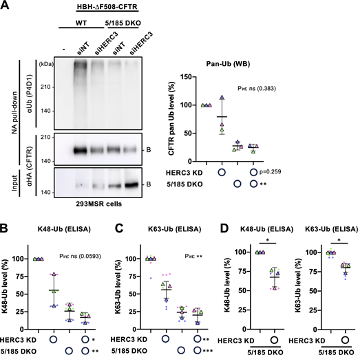 HERC3 and RNF5/185 facilitate ∆F508-CFTR ubiquitination. (A) Ubiquitination levels of HBH-∆F508-CFTR-3HA in 293MSR WT and RNF5/185 DKO cells were measured by Neutravidin pull-down under denaturing conditions (NA pull-down) and Western blotting. The CFTR ubiquitination level was quantified by densitometry and normalized to CFTR in precipitates (right, n = 3). Two-way RM ANOVA revealed a significant main effect of RNF5/185 DKO and no interaction between HERC3 KD and RNF5/185 DKO (Pint > 0.05). (B and C) K48 (B, n = 3) and K63-linked polyubiquitination (C, n = 3) of HBH-∆F508-CFTR in 293MSR WT and RNF5/185 DKO cells transfected with 50 nM siNT or siHERC3 were quantified by Ub ELISA using Ub linkage-specific antibodies. 10 µM MG-132 was treated for 3 h at 37°C. The ubiquitination level was normalized by the CFTR amount quantitated by ELISA using an anti-HA antibody. Two-way RM ANOVA revealed significant main effects of HERC3 KD or RNF5/185 DKO and a significant interaction between them in H, but not in G (Pint > 0.05). (D) The effect of HERC3 KD on K48 and K63-linked poly-ubiquitination of HBH-∆F508-CFTR in RNF5/185 DKO cells was measured by Ub ELISA using higher amounts of cell lysate. Statistical significance was assessed by a two-tailed paired t test (n = 3). Each biological replicate (n) is color-coded: the averages from three or four technical replicates are shown in triangles (B–D). Data distribution was assumed to be normal but was not formally tested. Data represent mean ± SD. *P < 0.05, **P < 0.01, ***P < 0.001, ****P < 0.0001, ns, not significant. Source data are available for this figure: SourceData F5. Refer to the image caption for details.