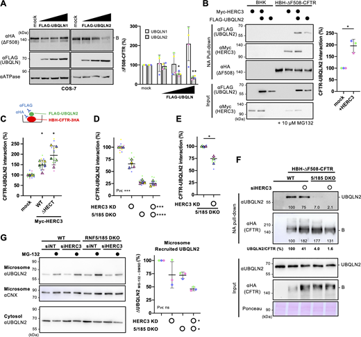 HERC3 facilitates ∆F508-CFTR interaction with UBQLN2. (A) Western blotting showed the steady-state level of ΔF508-CFTR-3HA under OE of FLAG-UBQLN1 or FLAG-UBQLN2 in transiently coexpressed COS-7 cells. The CFTR level was quantified by densitometry (right, n = 4). Na+/K+ ATPase (ATPase) was used as a loading control. B, immature form. (B) The interaction between FLAG-UBQLN2 and HBH-∆F508-CFTR-3HA in BHK cells transfected with or without Myc-HERC3 was assessed using NA pull-down and Western blotting. The amount of UBQLN2 bound to HBH-∆F508-CFTR-3HA was quantified by densitometry and normalized to CFTR levels in the precipitates (right, n = 3). (C) The effect of Myc-HERC3 OE on the FLAG-UBQLN2 and HBH-∆F508-CFTR-3HA interaction in 293MSR WT cells was measured by ELISA using an anti-FLAG antibody. The level of FLAG-UBQLN2 binding was normalized to the CFTR level, which was measured by ELISA using an anti-HA antibody (n = 5). (D and E) The interaction between FLAG-UBQLN2 and HBH-∆F508-CFTR-3HA in 293MSR WT and RNF5/185 DKO cells transfected with 50 nM siNT or siHERC3 was measured by ELISA as C (D, n = 4). Additionally, under conditions of increased FLAG-UBQLN2 expression, the UBQLN2 binding to HBH-∆F508-CFTR-3HA in RNF5/185 DKO cells was quantified by ELISA (E, n = 3). (F) The association of HBH-∆F508-CFTR with endogenous UBQLN2 in 293MSR WT or RNF5/185 DKO cells transfected with 50 nM siNT or siHERC3 was analyzed by NA pull-down after DSP cross-linking. The quantities of UBQLN2 and ∆F508-CFTR in the precipitates were measured using densitometry and expressed as a percentage of the control. The quantities of CFTR-bound UBQLN2 were normalized to CFTR levels as UBQLN2/CFTR and expressed as a percentage of the control. (G) The level of endogenous UBQLN2 in the microsomes of 293MSR WT and RNF5/185 DKO cells transfected with 50 nM siNT or siHERC3 was measured. Cells were treated with or without 10 µM MG-132 for 3 h before subcellular fractionation. Microsomes enriched with ER membranes were confirmed using an anti-calnexin (CNX) antibody. The quantities of the ER-recruited UBQLN2 were quantified by subtracting the amount of UBQLN2 before MG-132 treatment from the amount after MG-132 treatment and were expressed as a percentage of the control (n = 4, right). Each biological replicate (n) is color-coded: the averages from three technical replicates are shown in triangles (C–E). Statistical significance was assessed by one-way RM ANOVA with Dunnett’s multiple comparison tests (A and C), a two-tailed paired t test (B and E), or two-way RM ANOVA (D and G). Data distribution was assumed to be normal but was not formally tested. Data represent mean ± SD. *P < 0.05, ***P < 0.001, ****P < 0.0001, ns, not significant. Source data are available for this figure: SourceData F6.