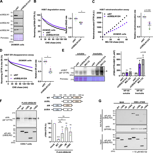 UBQLN proteins facilitate ∆F508-CFTR retrotranslocation and ERAD. (A) Western blotting confirmed the triple KD of UBQLN1, 2, and 4 in 293MSR cells transfected with 50 nM siRNA as indicated. Ponceau staining was used as a loading control. (B) Kinetic degradation of ∆F508-CFTR-HiBiT(CT) in 293MSR WT cells transfected with 50 nM siNT or siUBQLN1/2/4. The ERAD rate was calculated by fitting the initial degradation portion of each kinetic degradation curve (right, n = 3). (C) Kinetic retrotranslocation of ∆F508-CFTR-HiBiT(Ex) in 293MSR cells upon UBQLN triple KD. The retrotranslocation was calculated by linear fitting (right, n = 3). (D) Kinetic ER disappearance of ∆F508-CFTR-HiBiT(Ex) in 293MSR cells upon UBQLN triple KD. The ER disappearance rate was calculated by fitting the kinetic ER disappearance curve (right, n = 3). (E) The detergent NP-40 solubility of ∆F508-CFTR-HiBiT(CT) in 293MSR cells was assessed following UBQLN1/2/4 triple KD or MG-132 treatment (10 µM, 3 h) using Western blotting with an anti-HiBiT antibody (n = 3). The soluble (100 µg) and insoluble (40 µg) fractions were analyzed. (F) The effects of overexpressed FLAG-UBQLN2 variants on the steady-state level of ∆F508-CFTR-3HA were analyzed by Western blotting in co-transfected COS-7 cells. The immature ∆F508-CFTR (B band) was quantified by densitometry (right, n = 3). A schematic diagram of the UBQLN2 domain composition with the residue numbers at the domain boundaries. UBQLN2 mutants used in this study are also shown. (G) The interaction of FLAG-UBQLN2 variants with HBH-∆F508-CFTR-3HA in BHK cells was analyzed by NA pull-down and Western blotting. Cells were treated with 10 µM MG-132 for 3 h before cell lysis. Statistical significance was assessed by a two-tailed paired t test (B–D), or one-way RM ANOVA with Dunnett’s multiple comparison tests (E and F). Each biological replicate (n) is color-coded: the averages from four technical replicates are shown in triangles (B–D). Data distribution was assumed to be normal but was not formally tested. Data represent mean ± SD. *P < 0.05, ns, not significant. Source data are available for this figure: SourceData F7.
