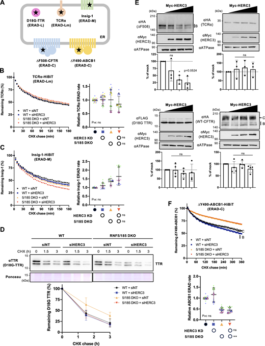 The substrate selectivity of HERC3 in ERAD. (A) A schematic diagram of the ERAD substrate models used in this study. The misfolded region is indicated by a star. The HiBiT tag was fused in the cytoplasmic region except for D18G-TTR. (B and C) The HiBiT degradation assay measured the ERAD of TCRα-HiBiT (B, n = 4) and Insig-1-HiBiT (C, n = 3) in 293MSR WT and RNF5/185 KO cells transfected with 50 nM siNT or siHERC3, as indicated. (D) The metabolic stability of D18G-TTR was measured by CHX chase at 37°C and Western blotting with an anti-TTR antibody in 293MSR WT and RNF5/185 KO cells transfected with 50 nM siNT or siHERC3 as indicated. The remaining TTR was quantified by densitometry and expressed as a percentage of the initial amount (right, n = 3). (E) Western blotting analyzed the effects of Myc-HERC3 OE on co-transfected ∆F508-CFTR-3HA, TCRα-HA, D18G-TTR-FLAG, or WT-CFTR-3HA in COS-7 cells. The immature ∆F508-CFTR (B band), TCRα, D18G-TTR, and total WT-CFTR (B and C bands) were quantified by densitometry (n = 3). (F) The HiBiT degradation assay measured the ERAD of ∆Y490-ABCB1-HiBiT (E, n = 3) in 293MSR WT and RNF5/185 KO cells as B and C. Each biological replicate (n) is color-coded: the averages from four technical replicates are shown in triangles (B, C, and F). Statistical significance was assessed by a one-way RM ANOVA with Dunnett’s multiple comparison tests (E) or two-way RM ANOVA revealed no significant main effect of HERC3 KD or RNF5/185 DKO, and no interaction between them (Pint > 0.05), except for a significant main effect of RNF5/185 DKO in F. Data distribution was assumed to be normal but was not formally tested. Data represent mean ± SD. *P < 0.05, **P < 0.01, ns, not significant. Source data are available for this figure: SourceData F8.