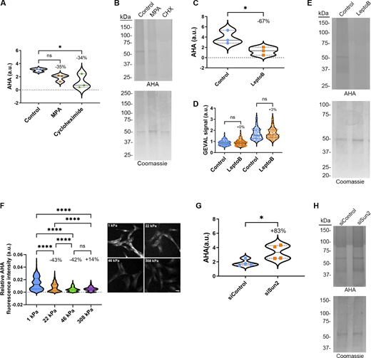 Rates of protein synthesis are regulated by conditions that alter available GTP. (A and B) Quantification of protein lysates from AHA-labeled BJ-5ta cells treated with (A) MPA or cycloheximide (CHX) and (B) analyzed by SDS-PAGE. AHA signal was normalized to Coomassie stain. Results are from three independent replicates. (C and D) Quantification of protein lysates from AHA-labeled BJ-5ta cells treated with (C) leptomycin B and (D) analyzed by SDS-PAGE. AHA signal was normalized to Coomassie stain. Results are from three independent replicates. (E) Quantification of GEVAL ratiometric signal (405 nm/488 nm) in BJ-5ta cells expressing GEVALNull or GEVAL30 and treated with leptomycin B (GEVALNull control n = 183, LeptoB n = 146; GEVAL30 control n = 156, LeptoB n = 135). Results are from three independent replicates. (F) Quantification of protein synthesis and representative images of BJ-5ta cells plated on increasing substrate rigidities, then fixed and labeled with AHA (1 kPa n = 646, 22 kPa n = 833, 46 kPa n = 793, 308 kPa n = 530). Results are from three independent replicates. Scale bar 10 µm. (G and H) Quantification of protein lysates from AHA-labeled BJ-5ta cells depleted of (G) SUN2 and (H) analyzed by SDS-PAGE. AHA signal was normalized to Coomassie stain. Results are from four independent replicates. Significance was calculated using one-way ANOVA with Dunnett’s post hoc (A), unpaired t test (C, E, and G), or one-way ANOVA with Tukey’s post hoc (F). ns P > 0.05, P*<0.05. P****<0.0001. Source data are available for this figure: SourceData F10. Refer to the image caption for details.