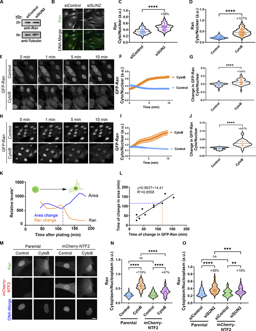 RanGTPase exhibits increased cytoplasmic localization under conditions that elevate levels of available GTP which can be partially reversed by overexpression of NTF2. (A) Western blot analysis of BJ-5ta cells depleted of SUN2 and probed for Ran. Tubulin was used as a loading control. (B) IF images of SUN2-depleted BJ-5ta cells were probed for Ran (green) and stained with Hoechst (blue) to visualize the nucleus. (C) Quantification of cytoplasmic to nuclear ratio of endogenous Ran from BJ-5ta cells treated with siSUN2 (siControl n = 80, siSUN2 n = 69; three independent replicates). (D) Quantification of cytoplasmic to nuclear ratio of endogenous Ran in BJ-5ta cells treated with cytochalasin B (control n = 130, CytoB n = 99; three independent replicates). (E) Representative confocal images of BJ-5ta cells stably expressing GFP-Ran treated with cytochalasin B at indicated time points. Images taken from Videos 1 and 2. (F and G) Quantification and (G) relative rate of change in nuclear to cytoplasmic ratio of GFP-Ran of BJ-5ta cells within the first 2 min of cytochalasin B treatment (control n = 47, CytoB n = 46; three independent replicates). (H) Representative confocal images of GFP-Ran in MCF10A cells treated with cytochalasin B at indicated time points. (I and J) Quantification (I) and relative change (J) in cytoplasmic to nuclear ratio of GFP-Ran in MCF10A cells treated with cytochalasin B (control n = 60, cytoB n = 60; three independent replicates). (K) BJ-5ta cells expressing GFP-Ran were trypsinized and plated on fluorodishes for live cell imaging. Representative graph of the relative levels of GFP-Ran and cellular area over time in a single BJ-5ta GFP-Ran cell. The point at which the cellular area or GFP-Ran localization dramatically changes from initial plating is identified as the time of change (indicated with dashed lines). *In order to combine these measurements on a similar scale, cellular area is represented in pixels and Ran localization change is represented by fluorescence (a.u. × 1,000). (L) Correlation of time of change in GFP-Ran to change in cellular area from (K; n = 18 across two independent experiments). Cells with no change in cellular area were not included in linear regression. (M) Representative IF images of BJ-5ta parental or mCherry-NTF2 (red) overexpressing cells treated with cytochalasin B and probed for Ran (green). (N) Quantification of endogenous cytoplasmic to nuclear Ran from M (parental control n = 85, parental cytoB n = 72, mCherry-NTF2 control n = 77, mCherry-NTF2 cytoB n = 73; three independent replicates). (O) Quantification of endogenous cytoplasmic to nuclear Ran in parental or mCherry-NTF2 expressing BJ-5tas depleted of SUN2 (parental siControl n = 106, parental siSUN2 n = 99, mCherry-NTF2 siControl n = 104, mCherry-NTF2 siSUN2 n = 105; three independent replicates). Significance calculated using t test (C, D, G, and J), one-way ANOVA with Tukey’s post hoc (N and O). ns P > 0.05, P**<0.01, P***<0.001, P****<0.0001. Scale bars 10 µm. Error bars represent ± SEM. Source data are available for this figure: SourceData F8.