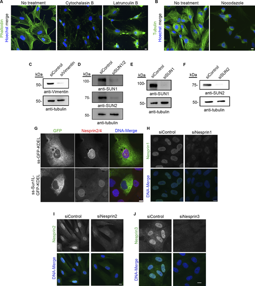 Validation of drug treatments and LINC complex disruption. (A) IF validation of actin-cytoskeleton disruption in BJ-5ta cells treated with either cytochalasin B or latrunculin. Phalloidin (green) was used as a marker for F-actin. (B) IF validation of tubulin disruption in BJ-5ta cells treated with nocodazole. (C–F) Western blot validation of siRNA knockdowns of (C) vimentin (D) SUN1 and SUN2 (SUN1/2), (E) SUN1, or (F) SUN2 knockdown in BJ-5ta cells. Tubulin was used as a loading control. (G) Representative fluorescence images of MCF10A cells transiently transfected with ss-GFP-KDEL or ss-SUN1L-GFP-KDEL (green) probed for Nesprin2/4 (red) to assess loss of nesprins from the NE that is indicative of LINC complex perturbation. (H–J) Representative fluorescence images of BJ-5ta cells depleted of (H) Nesprin1, (I) Nesprin2, or (J) Nesprin3 (green), labeled with respective antibodies. Hoescht was used to visualize DNA (blue). Scale bars 10 µm. Source data are available for this figure: SourceData FS2. Refer to the image caption for details.