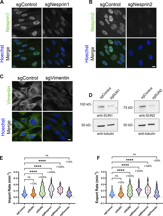 Validation of LINC perturbation on NCT using CRISPR interference. (A–C) IF validation of transient loss of LINC proteins in BJ-5ta cells stably expressing dCas9-KRAB-IRES-LINuS transfected with guide RNAs against (A) Nesprin1 (sgNesprin1), (B) Nesprin2 (sgNesprin2), or (C) Vimentin (sgVimentin). Scale bars 10 µm. (D) Western blot validation of the transient loss of SUN1 (sgSUN1) or SUN2 (sgSUN2) proteins in BJ-5ta cells stably expressing dCas9-KRAB-IRES-LINuS. Tubulin was used as a loading control. (E and F) Import and export rates of BJ-5ta cells expressing KRAB-dCas9-IRES-LINuS (CRISPRi) and transfected with gRNAs against SUN1 (sgSUN1), SUN2 (sgSUN2), Nesprin1 (sgNesprin1), Nesprin2 (sgNesprin2), and vimentin (sgVimentin). sgControl (n = 109), sgSUN1 (n = 106), sgSUN2 (n = 80); three independent replicates. sgVimentin (n = 42), sgNesprin1 (n = 25), sgNesprin2 (n = 24); two independent replicates. Significance was calculated using one-way ANOVA with Dunnett’s post hoc. ns P > 0.05, P***<0.001, P****<0.0001. Source data are available for this figure: SourceData FS3.