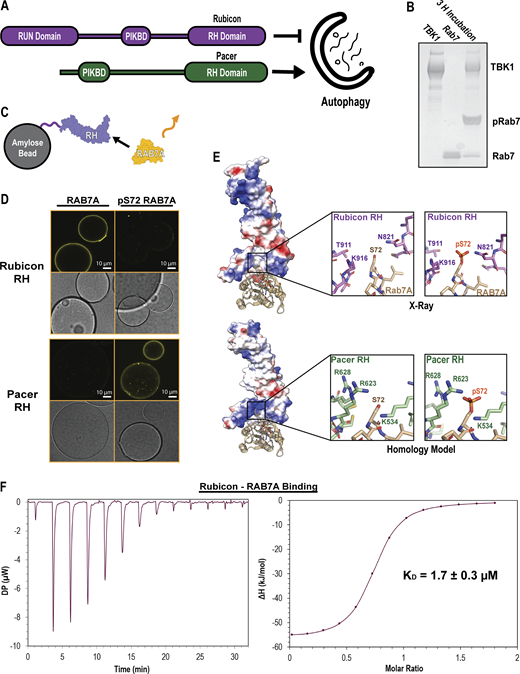 Rubicon and Pacer RH domain have inverted pRAB7A binding specificity. (A) Domain maps of Rubicon and Pacer. Rubicon and Pacer both bind UVRAG via their PIK Binding Domains (PIKBD), and both possess RH. (B) PhosTag gel showing in vitro phosphorylation of RAB7A using recombinantly purified TBK1. Here, TBK1 was mixed with Q67L, GTP-locked RAB7A for 3 h at room temperature, supplemented with ATP and Mg. PhosTag gels slow the migration of phosphorylated proteins. (C) Confocal-based fluorescent bead-binding assay schematic. Amylose beads were functionalized with MBP-RH domain and then incubated in solutions of either phosphorylated or unphosphorylated RAB7A chemically conjugated to a fluorescent dye. (D) Amylose beads were incubated in 500 nM MBP-RH domain and 2 µM Alexa Fluor 647647-labeled RAB7A prior to washing and imaging on a confocal setting. Rab7/Rubicon image derived from the same source image as Fig. 3 D. (E) Crystal structure of the Rubicon RH domain in complex with RAB7A (top, PDB: 6wcw), and a homology model of the Pacer RH domain in complex with RAB7A (bottom, SwissModel). Coloration represents electrostatic potential (blue = positive charge, red = negative charge). (F) Isothermal Titration Calorimetry (ITC) injection plot (left) and binding curve (right) of Rubicon binding to RAB7A. 13 injections performed at 25°C with 150-s delays between injections. Data were fit to a binding curve assuming a simple, single-binding site mechanism. The binding curve best fit suggests n = 0.7. Source data are available for this figure: SourceData F2.