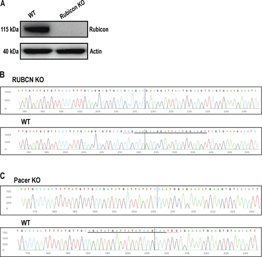 Figure S1. Refer to the image caption for details.