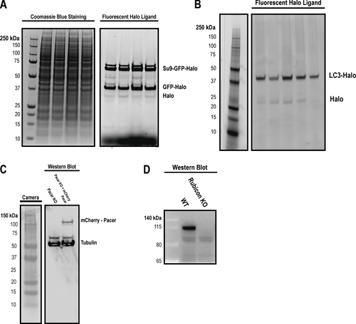 MW verification of HaloTag flux reporters. (A) Cells stably expressing Parkin and Su9 HaloTag reporter were labeled with fluorescent halo ligand and then were depolarized with OA for 2 h as indicated in prior experiments. Lysates were run alongside an unstained protein ladder. After acquisition of fluorescent scans, the gel was stained with Coomassie blue dye and imaged to show molecular weight standards. (B) Cells stably expressing LC3-Halo were labeled with fluorescent Halo ligand and then were starved for ∼1 h as in prior experiments. A prestained molecular weight standard was diluted 1:10, and then 2 µl was run alongside the lysates from this experiment. (C) A Western blot was performed against Pacer and Tubulin in Pacer KO and mCherry-Pacer expressing cells as in Fig. 5 C. (D) Western blot against WT and Rubicon KO cells with indicated molecular weight markers. Source data are available for this figure: SourceData FS4. Refer to the image caption for details.