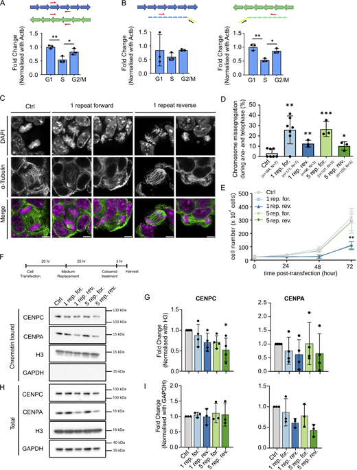 Ectopic expression of forward and reverse minor satellite transcripts leads to chromosome segregation defects in ESCs. (A and B) RT-qPCR analysis of total (A) and forward and reverse (B) MinSat transcripts in G1-, S-, and G2/M-phase populations of ESCs harboring the Fucci cell cycle reporter system. The schematics on top indicate the position of the PCR primers used and the strategy for the analysis of strand-specific transcripts. Bars, mean value of N = 3 independent experiments (individual dots), normalized to β-actin mRNA and control sample; error bars, standard deviation; P values * ≤ 0.05, ** ≤ 0.01. We note that reverse transcripts consistently displayed lower Ct values (∼24.5) than forward transcripts (∼26). (C) α-Tubulin immunofluorescence and DAPI staining of ESCs expressing one repeat MinSat RNAs. Ctrl, empty pCAG vector control. Scale bars, 5 µm. (D) Percentage of chromosome missegregation events after MinSat expression in total anaphase to telophase cells. Bars, mean; error bars, standard deviation; pair-wise comparisons with control (empty pCAG vector) P values * ≤ 0.05, ** ≤ 0.01, *** ≤ 0.001. The number of biological replicates (N) and the total number of mitotic figures analyzed (n) are indicated. (E) Growth curves of ESCs after MinSat RNA expression. Lines indicate the mean of three independent biological replicates; error bars, standard deviation; P value ** ≤ 0.01. (F) Timeline diagram for sample collection and representative immunoblot for the chromatin fraction of ESCs after expression of one or five repeats of forward or reverse MinSat RNAs, or empty pCAG vector control (Ctrl). Cells were synchronized by colcemid treatment before harvesting as indicated. The WB was repeated three or four times with independent lysates, corresponding to the datapoints on the quantification (G). (G) Immunoblot quantification. Values are fold changes normalized to histone H3 and control group in each individual replicate. Bars, mean; error bars, standard deviation; * P value ≤ 0.05. Statistical test: ANOVA. (H) Representative immunoblot for the total lysate of ESCs after expression of one or five repeats of forward or reverse MinSat RNAs, or empty pCAG vector control (Ctrl). Cells were synchronized by colcemid treatment before harvesting as indicated. The WB was repeated three or four times with independent lysates, corresponding to the datapoints on the quantification (I). (I) Immunoblot quantification. Values are fold changes normalized to GAPDH and control group in each individual replicate. Bars, mean; error bars, standard deviation. Statistical test: ANOVA. Source data are available for this figure: SourceData F1.