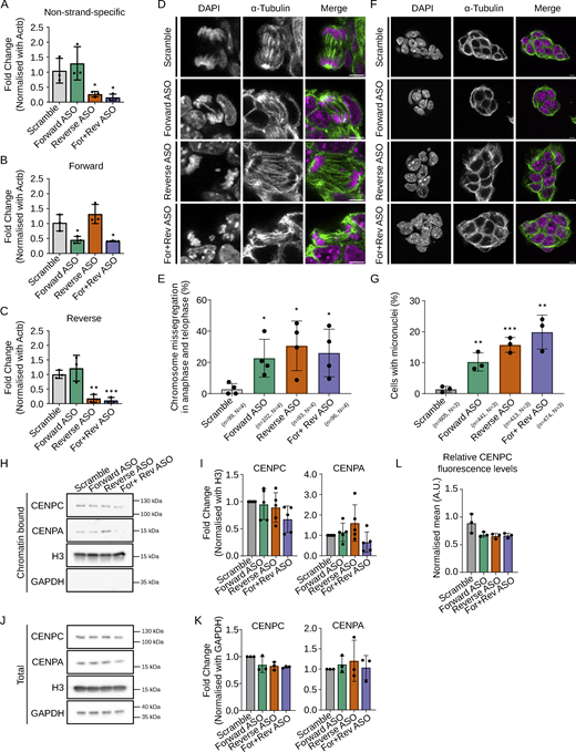 Depletion of forward or reverse MinSat transcripts impairs chromosome segregation. (A–C) RT-qPCR analysis of total (A), forward (B), and reverse (C) MinSat transcripts in mouse ESCs transfected with ASO against forward (green), reverse (orange), or both strands (purple), respectively. Scramble (gray), non-targeting ASO control; bars, mean values of N = 3 independent experiments (dots), normalized to β-actin mRNA and control samples; error bars, standard deviation; P values * ≤ 0.05, ** ≤ 0.01, *** ≤ 0.001. (D) Representative images showing ESCs stained with α-tubulin and DAPI. Cells were transfected with ASOs against MinSat RNAs. Scale bars, 5 µm. (E) Quantification of chromosome missegregation events in mouse ESCs transfected with the indicated ASOs. Bars, mean percentage of aberrant chromosome segregation (dots indicate individual experiments); error bars, standard deviation; P values * ≤ 0.05 (pair-wise comparisons to control samples). The number of biological replicates (N) and total number of mitotic events analyzed (n) is indicated. (F) Representative images showing ES cells stained with α-tubulin and DAPI. Cells were transfected with ASOs against MinSat RNAs. The presence of micronuclei was analysed in interphase cells. Scale bars, 5 µm. (G) Quantification of micronuclei in mouse ESCs transfected with the indicated ASOs. Bars indicate the mean percentage of micronuclei per cell (dots indicate individual experiments); error bars, standard deviation; P values ** ≤ 0.01, *** ≤ 0.001 (pair-wise comparisons to control samples). The number of biological replicates (N) and the total number of cells analyzed (n) is indicated. (H) Representative immunoblot of the chromatin fraction of ESCs after ASO-mediated knockdown of MinSat RNAs and colcemid synchronization using antibodies to detect the indicated proteins. Scramble, non-targeting ASO control. (I) Immunoblot quantification. Values are fold changes normalized to histone H3 and control in each individual replicate. Bars, mean of N = 5 independent biological replicates (dots); error bars, standard deviation. Statistical test: ANOVA. (J) Representative immunoblot of the total lysate of ESCs after ASO-mediated knockdown of MinSat RNAs and colcemid synchronization using antibodies to detect the indicated proteins. Scramble, non-targeting ASO control. (K) Immunoblot quantification. Values are fold changes normalized to GAPDH and controlled in each individual replicate. Bars, mean of N = 3 independent biological replicates (dots); error bars, standard deviation. Statistical test: ANOVA. (L) Immunofluorescent intensity quantification of CENPC. Data points are means of all sampled CENPC intensity normalized with DAPI signal in that specific Z plane. Scramble, non-targeting ASO control. Bars, mean of N = 3 independent biological replicates (dots); error bars, standard deviation. Source data are available for this figure: SourceData F2. Refer to the image caption for details.