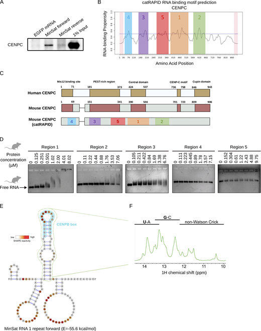Minor satellite transcripts interact with RNA-binding regions of CENPC and are structured. (A) Immunoblot for CENPC after RNA pull-down from whole cell lysate of ESCs using biotin-labeled RNAs. The biotinylated RNAs used are indicated on top of the gel image, EGFP was used as negative control. (B) Prediction of RNA binding regions in CENPC using CatRapid. The X axis represents amino acid sequence position. The predicted RNA binding regions are highlighted in color and are ranked correspondingly to their predicted RNA binding ability, as indicated by numbers. (C) Schematic of the functional domains characterized in human CENPC and their correspondence in mouse CENPC, which we assigned based on the alignment of Fig. S2 A. (D) EMSA of the predicted RNA binding regions in CENPC and 1 repeat of forward MinSat RNA. Protein concentrations are indicated on the top. (E) Secondary structure of 1 repeat of forward MinSat RNA obtained using SHAPE. SHAPE reactivity is revealed using color gradient on the top left. The green outlined stem-loop (position 51–96) is predicted as a thermodynamically stable region. The light blue outlined region corresponds to the CENPB box motif (position 65–81). The numbers indicate the nucleotide position relative to the start of the primer extension reaction. (F) 1D imino NMR spectrum of the MinSat RNA stem-loop (corresponding to the green dotted-lined region in Fig. 3 D). Source data are available for this figure: SourceData F3.