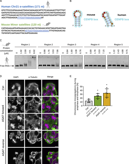 The CENPB box of both mouse MinSat and human ASAT RNAs folds into highly similar stem-loop structures. (A) Sequences of 1 repeat mouse MinSat RNA and human ASAT RNA corresponding to the human chromosome 21 (chr21) α-satellite. The blue underlined region corresponds to the CENPB box. (B) Apical loop structures of MinSat RNA and human chr21 ASAT RNA based on SHAPE analysis. Note that in both species the CENPB box motif (blue) are embedded in the apical loop structures. (C) EMSA of the predicted RNA binding regions in CENPC and 1 repeat of forward human chr21 ASAT RNA. Protein concentrations are indicated on the top. (D) Representative images of mouse ESCs stained with α-tubulin and DAPI under the indicated transfection conditions. Ctrl, empty vector control. Scale bars, 5 µm. (E) Quantification of chromosome missegregation events during mitosis in mouse ESCs transfected with a single repeat of human chr21 ASAT RNA. Ctrl, empty vector control. Bars indicate the mean percentages; error bars, standard deviation; *, P value ≤ 0.05 (pair-wise comparison to control). The number of biological replicates (N) and the total number of mitotic figures analyzed (n) are indicated. Source data are available for this figure: SourceData F4. Refer to the image caption for details.
