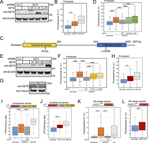 Protein aggregation is increased in human cells with SETX deficiency. (A) Protein levels of SETX in human U2OS cells with depletion of endogenous SETX and expression of recombinant wild-type (WT), without N-terminal domain (∆N-term, 1 a.a.–665 a.a.) or without helicase domain (∆HD, 1931 a.a.–2456 a.a.) by Western blotting with anti-SETX antibody; β-actin monitored for normalization. (B) Flow cytometric analysis of protein aggregates in U2OS cells with control or SETX shRNA using Proteostat (Enzo). Proteasome inhibitor MG132 (10 μM) treated cells were employed as positive control. At least 10,000 cells were measured in each replicate; three replicates are shown with box plot, the center line indicates the median, the box bounds indicate the first and third quartiles. (C) Schematic diagram of SETX showing known features, including N-terminal protein interaction domain (yellow) and helicase domain (blue). P413L and L1976R are reported SETX mutations causing AOA2 disease. (D) Proteostat intensities per cell were quantified by FACS in U2OS cells as in B with SETX shRNA and expression of recombinant SETX WT, ∆N-term, or ∆HD as indicated. (E) Levels of SETX in U2OS cells with SETX shRNA and expression of recombinant WT, P413L or L1976R alleles by Western blotting; β-actin monitored for normalization. (F) Proteostat intensities as in B from U2OS cells with SETX depletion and expression of recombinant SETX WT, P413L, or L1976R as indicated. (G) Levels of SETX in control and SETX knock-out (KO) U2OS cells by Western blotting; Tubulin serving as an internal control. (H) Proteostat intensities as in B from wild-type or SETX KO U2OS cells compared to wild-type cells with MG132 (10 μM) treatment. (I) Degradation of a UbL-YFP-eRR model proteasome substrate was measured relative to an mCherry expression control. Ratio of YFP fluorescence per cell normalized by mCherry signal as measured in at least 10,000 cells per condition. YFP/mCherry fluorescence ratios per cell were quantified by FACS in U2OS cells with control or SETX shRNA and expression of recombinant SETX WT, or MG132 (10 μM) as indicated. (J) Proteasome activity was measured as in I, comparing wild-type and SETX KO cells to MG132 (10 μM)-treated cells. (K) Activation of the unfolded protein response and ER stress was measured with a CHOP-mCherry reporter (Oh et al., 2012) by FACS with at least 10,000 cells per condition. mCherry fluorescence levels per cell were quantified by FACS in U2OS cells with control or SETX shRNA and expression of recombinant SETX WT, or tunicamycin (1 μg/ml) as indicated. (L) ER stress in U2OS wild-type and SETX KO cells as in WT and SETX KO data also shown in Fig. S8. All P values are derived using a two-tailed t test assuming unequal variance, using the mean of the fluorescence values from three biological replicates (n = 3). ** indicates P < 0.005, *** indicates P < 0.0005. Box plots show all measurements from all three replicates. Source data are available for this figure: SourceData F1.
