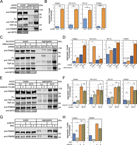 Insoluble protein aggregates accumulate in the absence of SETX. (A) Detergent-resistant aggregates were isolated in U2OS cells with SETX shRNA-mediated depletion or mock treatment as previously described (Lee et al., 2021). Whole lysates and detergent-resistant aggregates were isolated and analyzed by Western blotting for PSMD2, TDP-43, and PSMD8. (B) Quantification of PSMD2, full-length TDP-43 (FL), truncated TDP-43 (TDP35), and PSMD8 abundance in aggregate fractions normalized by lysate levels from three independent experiments, normalized to levels in control cells. (C) SH-SY5Y cells with control or SETX shRNA were induced or not induced to differentiate as indicated. Western blotting was performed to measure the levels of PSMD2, TDP-43, and PSMD8 in lysates and aggregates. (D) Levels of PSMD2, full-length TDP-43 (FL), truncated TDP-43 (TDP35), and PSMD8 in aggregate fractions normalized by lysate levels were quantified and shown relative to control cells. (E) U2OS cells with control or SETX shRNA were treated with PARP inhibitor veliparib (10 μM) as indicated. Levels of PSMD2, TDP-43, and PSMD8 were monitored by Western blotting in lysates and aggregate fractions. (F) Levels of PSMD2, full-length TDP-43 (FL), truncated TDP-43 (TDP35), and PSMD8 in aggregate fractions normalized by lysate levels were quantified in three independent experiments; shown relative to control cells. (G) Detergent-resistant aggregates were isolated in U2OS cells with SETX shRNA-mediated depletion with N-Acetyl cysteine (NAC, 1 mM) as indicated. Whole lysates and detergent-resistant aggregates were isolated and analyzed by Western blotting for PSMD2 and PSMD8. (H) Quantification of PSMD2 and PSMD8 abundance in aggregate fractions normalized by lysate levels from three independent experiments, normalized to levels in control cells. All P values are derived using a two-tailed t test assuming unequal variance, using three biological replicates (n = 3). Error bars indicate standard error. *, **, ***, and **** indicate P < 0.05, 0.01, 0.001, and 0.0001, respectively; ns = not significant. Source data are available for this figure: SourceData F2. Refer to the image caption for details.