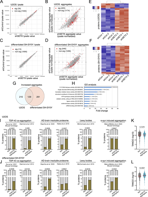 Global proteomics analysis of lysates and aggregates from SETX-depleted U2OS and differentiated SH-SY5Y cells shows similarities with neurodegeneration-associated aggregates. (A) Cell lysates from U2OS cells with mock treatment or SETX shRNA-mediated depletion (three biological replicates for each) were analyzed by mass spectrometry, identifying 1,579 proteins present in all samples. The abundance of each protein in control versus SETX-depleted cells is shown, with non-significant differences in grey and significant differences in red. Significance was determined using a two-tailed t test assuming unequal variance as well as Benjamini–Hochberg control of the false discovery rate at 0.05. See also Table S1. (B) Detergent-resistant aggregates were isolated from control and SETX-depleted cells and analyzed by mass spectrometry with lysate normalization. Red/grey indicators as in A. (C and D) Cell lysates and aggregate fractions were prepared from differentiated SH-SY5Y cells with control or SETX shRNA (three biological replicates for each) and analyzed as described in A and B. See also Table S1. (E) Levels of each aggregated protein, normalized by lysate values, were analyzed by hierarchical clustering (Pearson) comparing shControl samples (3) and shSETX samples (3) in U2OS cells. Only proteins with statistically significant differences between the groups are shown, which includes 405 proteins (of 1,580 total identified in all samples) in U2OS cells. Relationships between samples, as determined by the clustering output, are shown. (F) Levels of each aggregated protein, normalized by lysate values, were analyzed by hierarchical clustering (Pearson) comparing shControl samples (3) and shSETX samples (3) in differentiated SH-SY5Y cells as in E. 446 proteins shown (of 1,712 total identified in all samples) for SH-SY5Y cells. (G) Overlap between increased aggregated proteins identified in U2OS and in differentiated SH-SY5Y cells. See Table S2. (H) Gene Ontology terms and fold enrichment of proteins identified from overlap in G, number of genes and FDR values in parentheses. (I and J) Relative percentages of proteins identified from various disease (model) datasets in the non-aggregated protein group (NIA) and increased aggregated fractions caused by SETX deficiency in U2OS (I) or differentiated SH-SY5Y cells (J), sources for aggregated proteins as indicated (Dammer et al., 2012; Zuo et al., 2021; McCormack et al., 2019; Hales et al., 2016; Kepchia et al., 2020; Mahul-Mellier et al., 2020). (K and L) TANGO scores of proteins identified in NIA and aggregate fractions from U2OS (K) and differentiated SH-SY5Y cells (L). In I and J, The chi-squared test was used to evaluate the statistical significance of differences in distribution. In K and L, Welch’s t test was used to compute P values. (I–L) P values shown on each graph.