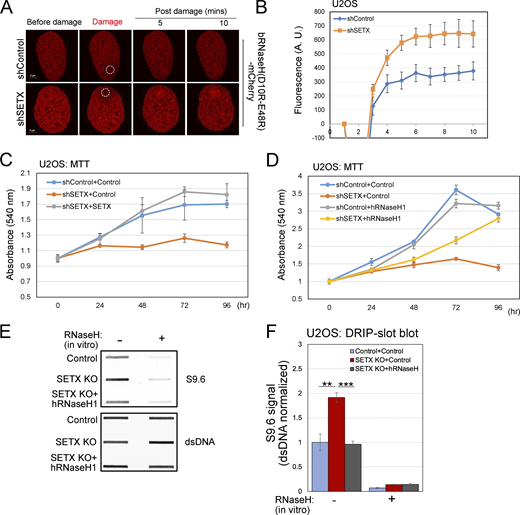 SETX-deficient cells show higher R-loops and slower growth which are rescued by human RNaseH1 overexpression. (A) Laser micro-irradiation was performed in live U2OS cells stably expressing bacterial RNaseH (D20R-E48R)-mCherry as R-loop sensor. The circle indicates the site of laser damage. (B) RNaseH (D20R-E48R)-mCherry signal at laser damage sites at different time points was quantified from >8 control or SETX-depleted cells as in A. (C) Proliferation of U2OS cells with control or SETX shRNA treatment and induction of wild-type SETX, monitored by MTT assay. (D) Proliferation of U2OS cells with control or SETX shRNA treatment and induction of human RNaseH1, monitored by MTT assay as in C. (E) Slot blot analysis of genomic DNA isolated from U2OS cells with SETX knock-out (KO) and wild-type human RNaseH1 overexpression as indicated, using S9.6 and dsDNA antibodies to measure RNA-DNA hybrids and dsDNA, respectively. Recombinant RNaseH treatment confirms the specificity of the S9.6 antibody. (F) Levels of RNA-DNA hybrid signal (S9.6) were quantified in three replicates of E, normalized by dsDNA signal; shown relative to control cells. Error bars indicate standard deviation. (B–D) Error bars indicate standard error. *, **, ***, and **** indicate P < 0.05, 0.01, 0.001, and 0.0001, respectively, by two-tailed t test assuming unequal variance; ns = not significant. Source data are available for this figure: SourceData F4.