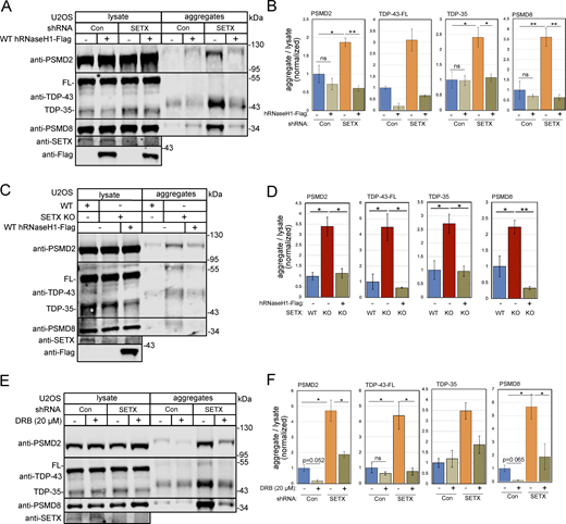 Protein aggregates caused by SETX depletion are reduced by human RNaseH1 overexpression or transcription inhibition. (A) Detergent-resistant aggregates were isolated in U2OS cells with shRNA-mediated depletion of SETX, and induction of human wild-type RNaseH1 expression as indicated. PSMD2, TDP-43, and PSMD8 in lysate and aggregate fractions are shown by Western blotting. (B) Three replicates of A were performed and quantified; levels of PSMD2, TDP-43, and PSMD8 in aggregate fractions normalized by lysate levels are shown relative to control cells. (C) Aggregation assays as in A with SETX knock-out and human wild-type RNaseH1 overexpression as indicated. (D) Three replicates of C were performed and quantified; levels of PSMD2, TDP-43, and PSMD8 in aggregate fractions normalized by lysate levels are shown relative to control cells. (E) Aggregation assays as in A with control or SETX shRNA and DRB (20 μM) added as indicated. (F) Three replicates of E were performed and quantified; levels of PSMD2, TDP-43, and PSMD8 in aggregate fractions normalized by lysate levels are shown relative to control cells. All P values are derived using a two-tailed t test assuming unequal variance, using three biological replicates (n = 3). Error bars indicate standard error. *, **, ***, and **** indicate P < 0.05, 0.01, 0.001, and 0.0001, respectively; ns = not significant. Source data are available for this figure: SourceData F6. Refer to the image caption for details.