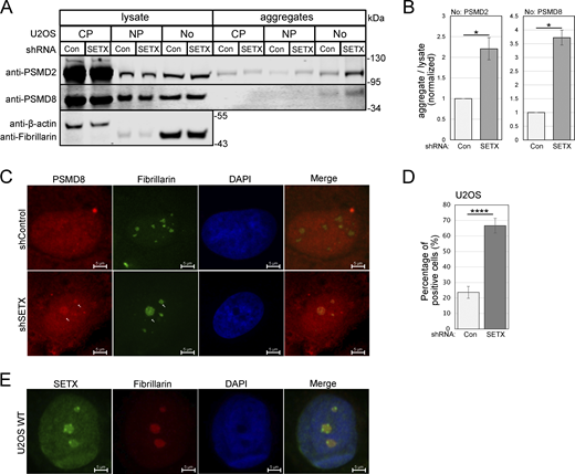 Aggregated proteins in SETX-depleted cells are localized primarily in nucleoli. (A) Cytosolic (CP), nucleoplasmic (NP), and nucleolar (No) fractions were isolated from U2OS cells with control or SETX shRNA by sucrose gradient, and each fraction was used to isolate detergent-resistant aggregates. Lysates and aggregates from different fractions were analyzed by Western blotting for PSMD2, PSMD8, β-actin (cytoplasmic markers), and fibrillarin (a nucleolar marker). (B) Three replicates of A were performed and quantified; levels of PSMD2 and PSMD8 in the aggregates of nucleolar fraction normalized by lysate levels are shown relative to control cells. (C) Localization of endogenous PSMD8 was performed by immunostaining with PSMD8 and fibrillarin antibodies in U2OS cells, with shRNA-mediated SETX depletion or mock treatment. Arrows indicate PSMD8 in nucleoli. (D) Quantification of control and SETX-depleted U2OS cells showing the percentage of cells with PSMD8-positive nucleoli in C. A total number of 165 cells were counted for the control group, and 90 cells were counted for SETX-depleted group. Error bars indicate standard error. *, **, ***, and **** indicate P < 0.05, 0.01, 0.001, and 0.0001, respectively, by two-tailed t test assuming unequal variance (B) and chi-square test (D), between control and SETX-deficient groups; ns = not significant. (E) Localization of endogenous SETX in U2OS cells was detected by immunostaining with SETX and fibrillarin antibodies. Source data are available for this figure: SourceData F7.