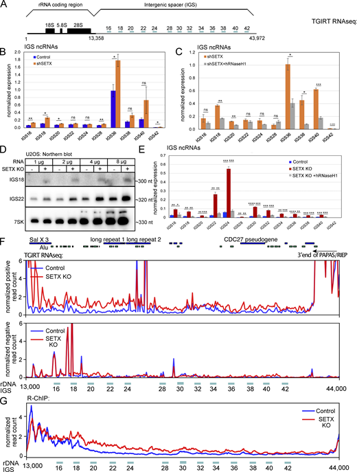 IGS ncRNAs are increased in human cells with SETX deficiency and rescued by human RNaseH1 expression. (A) Schematic diagram of a single copy of human rDNA cassette (∼43 kb) with locations of primer pairs used for reverse transcription with quantitative polymerase chain reaction (RT–qPCR). (B) Total RNA was extracted from U2OS cells with control or SETX shRNA. IGS ncRNAs were analyzed by RT-qPCR with primers as indicated in A and quantified in three independent experiments, normalized to levels of 7SK control RNA. (C) Total RNA was isolated from SETX-depleted U2OS cells with control or human wild-type RNaseH1 overexpression, and the levels of IGS ncRNAs were measured and quantified as in B. (D) RNA extracted from U2OS control or SETX knock-out cells was probed by northern blotting for IGS18 and IGS22 ncRNAs, with 7SK as an internal control. (E) Total RNA was extracted from U2OS cells with SETX knock-out and human RNaseH1 overexpression. IGS ncRNAs were analyzed and quantified by RT-qPCR and normalized to 7SK control gene as in B. (F) Total RNA was extracted from U2OS control or SETX knock-out cells and measured by TGIRT-seq. The peaks of IGS ncRNAs were visualized by IGV software. Top panel: positive-strand reads; bottom panel: negative-strand reads. Locations of repeats related to Alu elements as well as long repeat 1 and 2, Sal X 3, the CDC7 pseudogene, and the 3ʹ end of the PAPAS lncRNA are shown. (G) R-ChIP accumulation in the IGS region in WT and SETX KO U2OS cells. Error bars in B, C, and E indicate standard deviation. *, **, ***, and **** indicate P < 0.05, 0.01, 0.001, and 0.0001, respectively, by two-tailed t test assuming unequal variance between control and SETX-depleted groups, or between SETX-depleted cells with control or human RNaseH1 overexpression. Source data are available for this figure: SourceData F8.