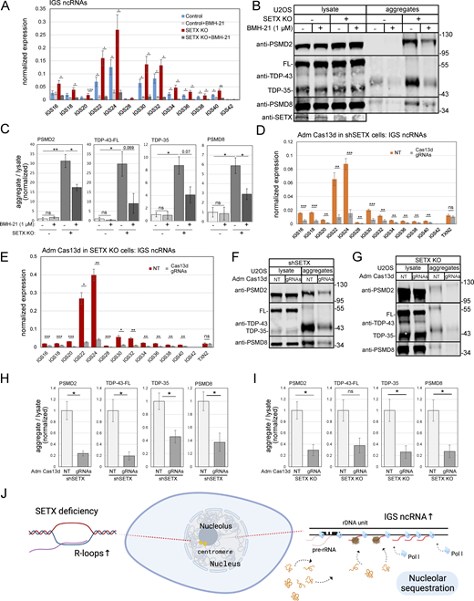 Protein aggregates in SETX-deficient cells are driven by RNA POL1 and non-coding RNAs from the rDNA loci. (A) Levels of IGS ncRNAs were measured in U2OS control or SETX knock-out cells with mock or BMH-21 (1 μM) treatment, as indicated, by RT-qPCR, normalized by 7SK RNA. Error bars indicate standard deviation. *, **, ***, and **** indicate P < 0.05, 0.01, 0.001, and 0.0001, respectively, by two-tailed t test assuming unequal variance between control cells with BMH-21 or mock treatment, and between SETX knock-out cells with BMH-21 or mock treatment. (B) Detergent-resistant aggregates were isolated from control or SETX knock-out U2OS cells with mock or BMH-21 (1 μM) treatment as indicated. Abundance of PSMD2, TDP-43, and PSMD8 in lysate and aggregate fractions are shown by Western blotting. (C) Levels of PSMD2, TDP-43, and PSMD8 in aggregate fractions were quantified in three independent experiments of B and normalized by lysate; shown relative to control cells. Error bars indicate standard error. *, **, ***, and **** indicate P < 0.05, 0.01, 0.001, and 0.0001 by two-tailed t test assuming unequal variance; ns = not significant. (D and E) Levels of IGS ncRNAs were measured in U2OS shSETX or SETX knock-out cells, respectively, with Adm Cas13d expression and either control vector (NT) or Cas13d gRNA expression by RT-qPCR, normalized by 7SK RNA. (F and G) Detergent-resistant aggregates were isolated from shSETX or SETX knock-out U2OS cells with Adm Cas13d expression and either control vector (NT) or Cas13d gRNA expression. PSMD2, TDP-43, and PSMD8 in lysate and aggregate fractions are shown by Western blotting. (H and I) Levels of PSMD2, TDP-43, and PSMD8 in aggregate fractions were quantified in three independent experiments of F and G, respectively, normalized by lysate; shown relative to control cells. Error bars and P values as in C. (J) Model showing non-coding RNA expression from the nucleolus in SETX-deficient cells with associated protein aggregates (nucleolar sequestration). Source data are available for this figure: SourceData F9. Refer to the image caption for details.