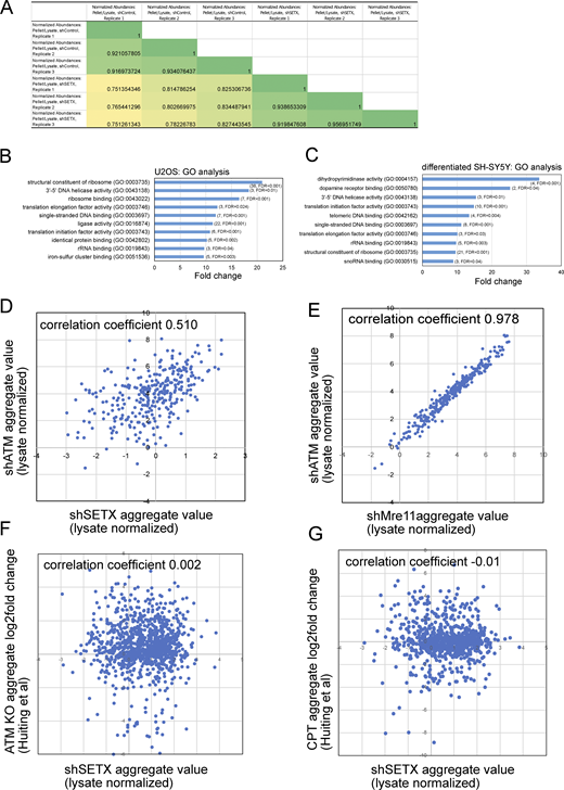 Comparative analysis of protein aggregates isolated from SETX-depleted U2OS and differentiated SH-SY5Y cells. (A) Spearman correlation coefficients for shControl and shSETX pellet values normalized by lysates (three biological replicates each); 1,580 proteins present in all samples. See Table S1. (B) Enriched Gene Ontology groups are shown from analysis of significantly aggregated proteins in U2OS cells with the number of proteins and FDR values in parentheses. (C) Enriched Gene Ontology groups and fold enrichment of proteins identified in aggregates from SETX-depleted SH-SY5Y cells as in B, number of genes and FDR values in parentheses. (D and E) Aggregates and total lysates from three replicates of SETX shRNA depletion were analyzed by mass spectrometry. Aggregate values (normalized by lysate, log2 transformed) for each protein (mean of three replicates) were plotted: (D) SETX-depleted cells (X axis) versus ATM shRNA-treated cells (Y axis) (Lee et al., 2021), 310 proteins, Spearman correlation coefficient = 0.51; (E) Mre11-depleted cells (X axis) versus ATM shRNA-treated cells (Y axis) (Lee et al., 2021), 1,424 proteins, Spearman correlation coefficient = 0.978. (F) SETX-depleted cells (X axis) versus insoluble protein log2 fold change in ATM KO U2OS cells (Huiting et al., 2022) (Y axis), 1,044 proteins, Spearman correlation coefficient = 0.002. (G) SETX-depleted cells (X axis) versus insoluble protein log2 fold change in CPT-treated U2OS cells (Huiting et al., 2022) (Y axis), 818 proteins, Spearman correlation coefficient = 0.01. For each comparison, only proteins with measurements in both datasets are plotted.