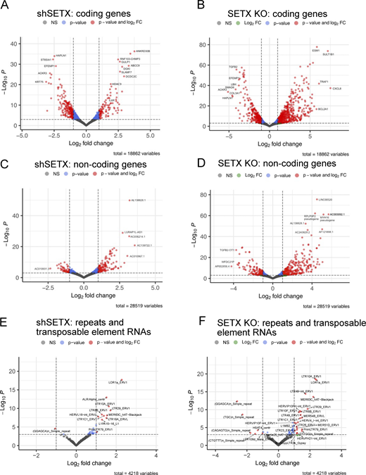 TGIRT RNAseq analysis shows transcription differences in shSETX and SETX knock-out U2OS cell lines. RNA samples from control, SETX shRNA (shSETX), and SETX knock-out (KO) U2OS cells were analyzed by TGIRTseq. Differential gene expression is shown in a volcano plot with q value (y axis) and log fold change (x axis) for shSETX compared to control cells (left panels) and SETX KO compared to control cells (right panels). (A–F) Analysis is shown for protein-coding genes (A and B), non-coding RNAs (C and D), and transposable elements (E and F). Transcripts with >1 log2 fold change difference between treatment and control groups and P values <0.001 are shown in red. See also Table S3.