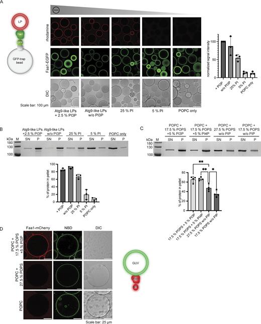 Faa1 binds to negatively charged membranes with preference for PI3P/PI4P. (A) Microscopy-based membrane binding assay showing that Faa1 is recruited to liposomes dependent on the net charge of the membranes. Faa1-EGFP was immobilized on GFP-trap beads and incubated with different lipid compositions. For visualization, they were supplemented with lissamine rhodamine-1,2-dihexadecanoylphosphatidylethanolamine (DHPE). Data are means ± SD (n = 3). LP = liposome. (B) Cosedimentation assay confirming the results from Fig. 2 A. Data are means ± SD (n = 3). LP = liposome, SN = supernatant, P = pellet. Liposome compositions in 2A and 2B resemble Atg9 vesicles with 44% POPC, 6% POPS, 44% liver PI, 5.5% POPE, and 0.5% lissamine rhodamine-DHPE. For liposomes containing PI3P, the percentage of PI was reduced while a decreased percentage of PI was substituted with POPC. POPC-only liposomes contained 99.5% POPC and 0.5% lissamine rhodamine-DHPE. (C) Cosedimentation assay shows that Faa1 is preferentially recruited to liposomes containing phosphatidylinositides when compared to liposomes with the same net charge. All liposomes are composed of POPC with additionally the lipids indicated in the figures and 0.5% lissamine rhodamine-DHPE. Data are means ± SD (n = 4). One-way ANOVA: * < 0.05, ** < 0.01. SN = supernatant, P = pellet. (D) Microscopy-based GUV binding assay testing Faa1-mCherry recruitment to flat membranes. GUVs were composed of POPC with additionally the lipids indicated in the figures and 1.5% NBD-DPPE. Source data are available for this figure: SourceData F2. Refer to the image caption for details.