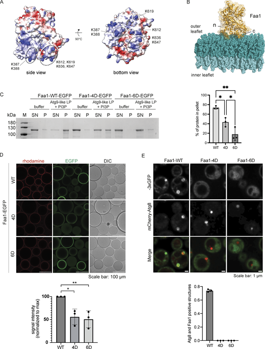 A positively charged surface area mediates Faa1 membrane binding. (A) Alphafold model of scFaa1. Electropositively and electronegatively charged areas are colored in blue and red, respectively. Neutral residues are in white. Mutated amino acids are highlighted with dotted circles. (B) Model of Faa1 membrane interaction with Faa1 in yellow and the membrane bilayer in dark and light teal. The model was generated with CHARMM-GUI HMMM Builder (Jo et al., 2008; Qi et al., 2015). (n) refers to the N-terminus and (c) to the C-terminus of Faa1. (C) Left, cosedimentation assay showing that mutations of positively charged residues in the plane area (Faa1-4D, Faa1-6D) significantly reduce membrane binding compared with Faa1-WT. Right, respective quantification. Data are means ± SD (n = 3). One-way ANOVA: * < 0.05, ** < 0.01. LP = liposome, SN = supernatant, P = pellet. (D) Microscopy-based membrane recruitment assay with different versions of Faa1. Faa1 is immobilized on GFP-trap beads, incubated with 1 mM of rhodamine labelled liposomes and imaged by microscopy. Liposome compositions for C and D resemble Atg9 vesicles + PI3P (44% POPC, 6% POPS, 41.5% liver PI, 5.5% POPE, 2.5% PI3P and 0.5% lissamine rhodamine-DHPE). Data are means ± SD (n = 3). Two-sided t test: * < 0.05, ** < 0.01. (E) Top, Faa1-WT, Faa1-4D, and Faa1-6D localization in cells coexpressing mCherry-Atg8. Indicated strains were imaged via fluorescence microscopy after rapamycin treatment (1 h), scale bars, 1 µm. Bottom, respective quantification of Atg8 structures positive for Faa1 (n = 3). Source data are available for this figure: SourceData F3. Refer to the image caption for details.