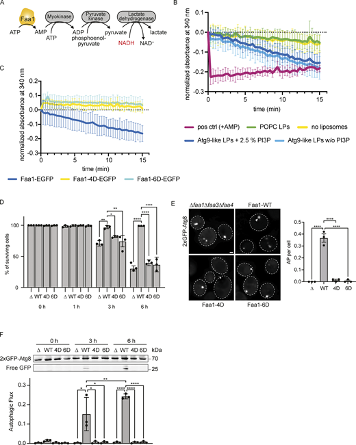 Membrane binding of Faa1 is important for its activity. (A) Scheme of the coupled enzymatic assay for testing the activity of Faa1. (B) Coupled enzymatic assay following the activity of Faa1 in the presence of different liposomes by measuring the absorbance of NADH at 340 nm. Liposome composition resembles Atg9 vesicles with 44% POPC, 6% POPS, 41.5% liver PI, 6% POPE, and 2.5% PI3P, whereas PI3P was substituted for liver PI in “Atg9-like LPs w/o PI3P” and for “POPC only” liposomes contained 100% POPC. Data are means ± SD (n = 3). The dotted line serves as a reference for 0. LP = liposome. (C) Enzymatic assay comparing Faa1-WT to Faa1-4D and Faa1-6D. Data are means ± SD (n = 3). Liposome composition resembles Atg9 vesicles + PI3P (44% POPC, 6% POPS, 41.5% liver PI, 6% POPE, 2.5% PI3P). The dotted line serves as a reference for 0. (D) Survival of indicated strains during starvation + cerulenin after 0, 1, 3, and 6 h of treatment. Data are means ± SD (n = 3; 100 cells/strain per replicate). One-way ANOVA: * < 0.05, ** < 0.01, *** < 0.001, **** < 0.0001. (E) Fluorescent microscopy assessment of autophagosome biogenesis in indicated strains after 1 h nitrogen starvation + cerulenin. Left: Representative images of the analyzed strains. Dashed lines indicate cell boundaries, arrowheads autophagosomes (AP). Scale bar, 1 µm. Right: Respective quantification of autophagosomes. Data are means ± SEM (n = 3; 50 cells/strain per replicate). One-way ANOVA: **** < 0.0001. (F) Autophagic flux of indicated strains expressing 2xGFP-ATG8 after 0, 3, and 6 h of starvation + cerulenin. Data are means ± SD (n = 3). One-way ANOVA: * < 0.05, ** < 0.01, **** < 0.0001. Source data are available for this figure: SourceData F4. Refer to the image caption for details.