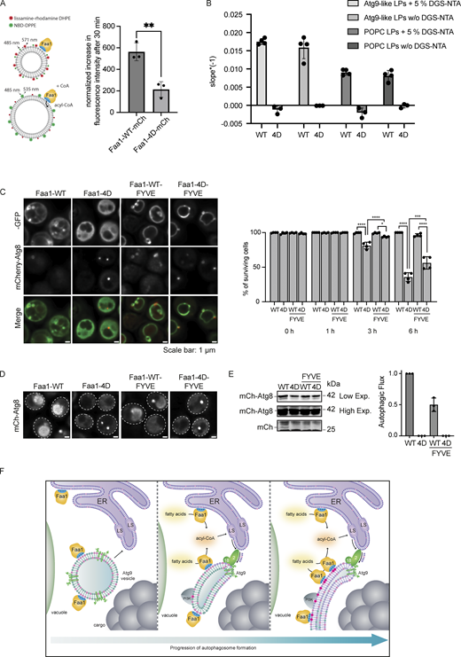 Physiological Faa1 membrane localization is required for efficient lipid incorporation and maintenance of autophagic flux. (A) Quantification of a FRET assay measuring the incorporation of acyl-CoA into the membrane. The normalized difference in fluorescence intensity between activated (+CoA) and not activated (−CoA) Faa1-WT and Faa1-4D after 30 min is depicted. Liposome composition resembled Atg9 vesicles with 44% POPC, 6% POPS, 2% POPE, 44% liver PI, 2% NBD-DPPE, and 2% lissamine rhodamine-DHPE. Data are means ± SD (n = 3). Two-sided t test: ** < 0.01. (B) The maximum reaction rate of Faa1-WT-10xHis and Faa1-4D-10xHis when incubated with Atg9-like liposomes or POPC liposomes with or without 5% DGS-NTA was measured with a coupled enzymatic assay. Liposome composition resembled Atg9 vesicles (“Atg9-like LPs”) with 44% POPC, 6% POPS, 41.5% liver PI, 6% POPE, and 2.5% PI3P or only contained 100% POPC (“POPC LPs”). For liposomes containing 5% DGS-NTA the percentage of POPC was reduced. Data are means ± SD (n ≥ 3). LP = liposome. (C) Left: Localization of Faa1-WT, Faa1-4D, Faa1-WT-FYVE, and Faa1-4D-FYVE in cells coexpressing mCherry-ATG8. Indicated strains were imaged via fluorescence microscopy after starvation + cerulenin treatment (3 h), scale bars, 1 µm. Right: Quantification of survival of indicated strains during starvation + cerulenin after 0, 1, 3, and 6 h of treatment. Data are means ± SD (n = 4; 100 cells/strain per replicate). One-way ANOVA: * < 0.05, **** < 0.0001. (D) Representative images of the vacuolar signal of indicated strains after 6 h of starvation + cerulenin. (E) Autophagic flux of indicated strains expressing mCherry-ATG8 after 6 h of starvation + cerulenin. Data are means ± SD (n = 3). (F) Model for the role of Faa1 during autophagosome formation. Source data are available for this figure: SourceData F5. Refer to the image caption for details.
