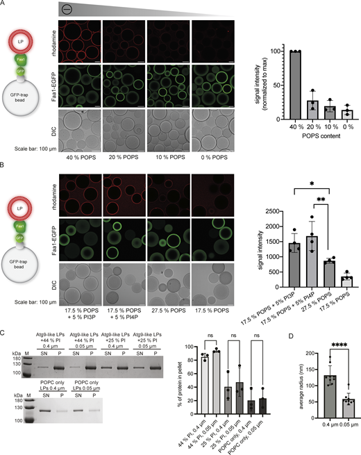 Interaction of Faa1 with membranes. (A and B) Microscopy-based membrane recruitment assays analyzing Faa1 binding to different liposome compositions. Liposomes contained POPC and additionally, the amount of POPS, PI3P, or PI4P indicated in the figures and 0.5% lissamine rhodamine-DHPE. Quantifications show mean ± SD (n = 3). LP = liposome. Two-sided t test: * < 0.05, ** < 0.01. (C) Cosedimentation assay directly comparing Faa1 binding to differently sized liposomes to test for curvature dependency including quantification. Liposome composition resembles Atg9 vesicles with 44% POPC, 6% POPS, 44% liver PI, 6% POPE, and 0.5% lissamine rhodamine-DHPE, whereas liver PI was substituted with POPC in “Atg9-like LPs + 25% PI” and for “POPC only” liposomes contained 99.5% POPC and 0.5% lissamine rhodamine-DHPE. Data are means ± SD (n = 3). One-way ANOVA: ns = not significant. LP = liposome, SN = supernatant, P = pellet. (D) Dynamic light scattering evaluation of the average radius of liposomes from C. When labeled “0.4 µm” the liposomes were extruded only through a 0.4 µm filter while those labeled “0.05 µm” were additionally extruded through a 0.05 µm filter. Two-sided t test: **** < 0.0001. Source data are available for this figure: SourceData FS1. Refer to the image caption for details.